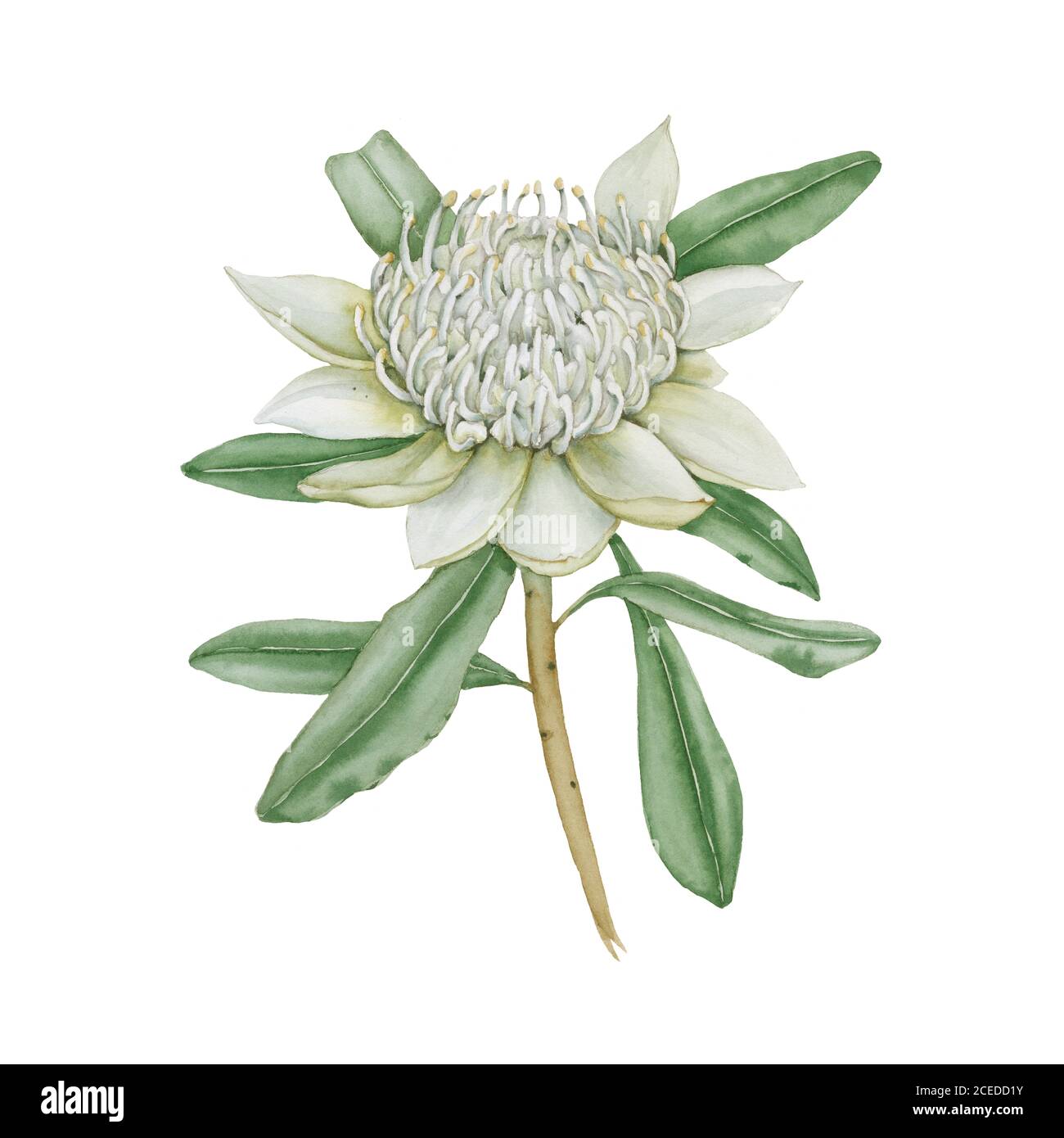 Fleur australienne. Isolé sur un fond blanc. Banque D'Images