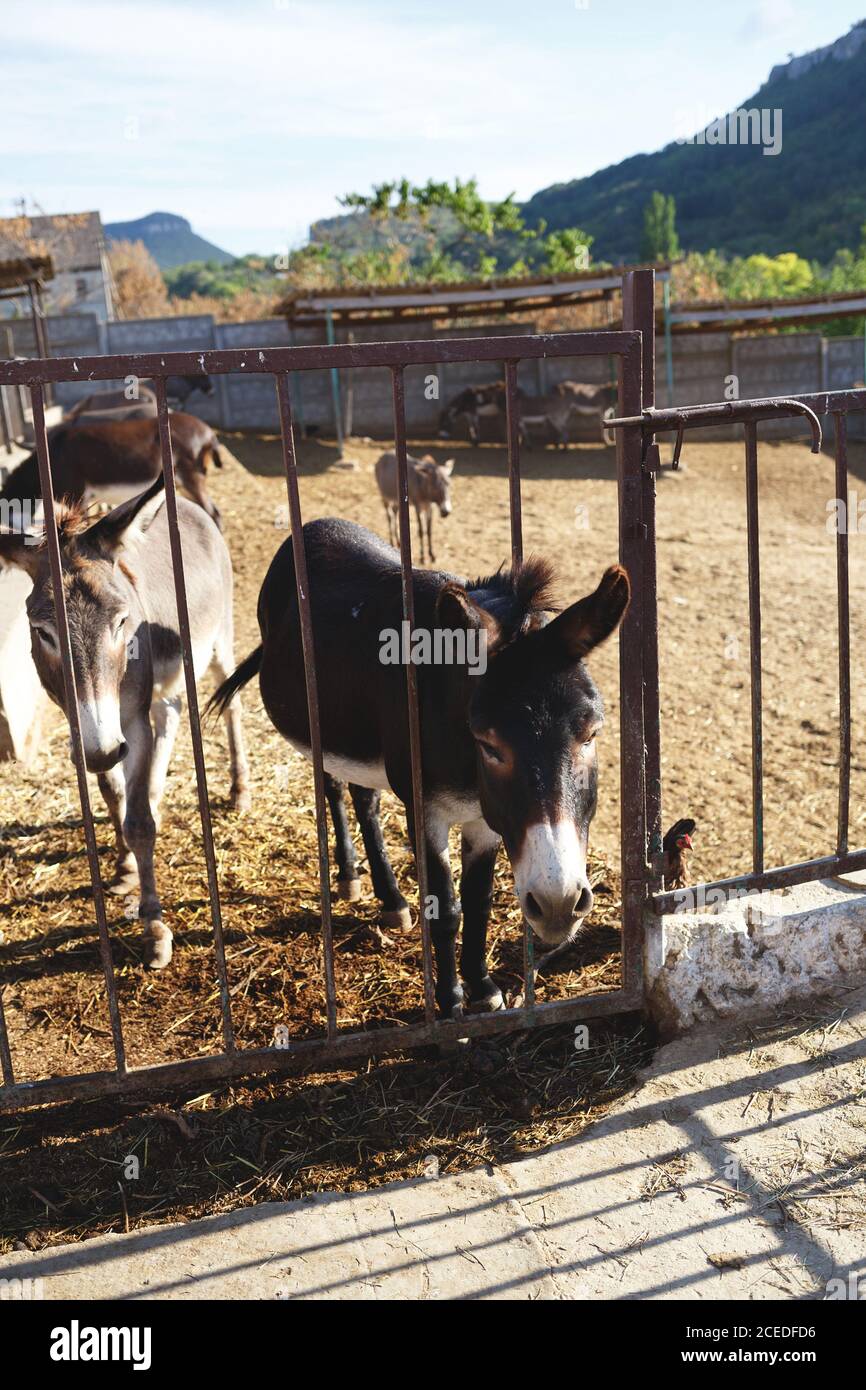l'âne a collé son visage à travers les barres de la ferme Banque D'Images