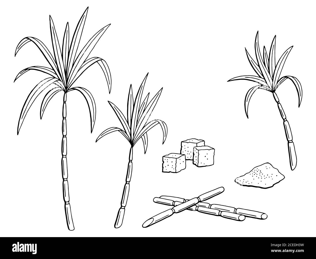 Graphique de canne à sucre noir blanc isolé esquisse vecteur d'illustration Illustration de Vecteur