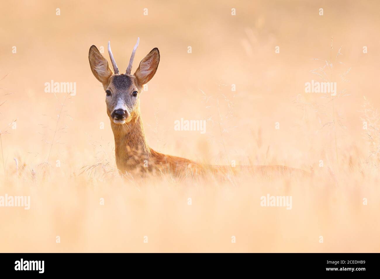 Alertez le buck de cerf se cachant sur un champ de grain et regarder dans l'appareil photo en été Banque D'Images