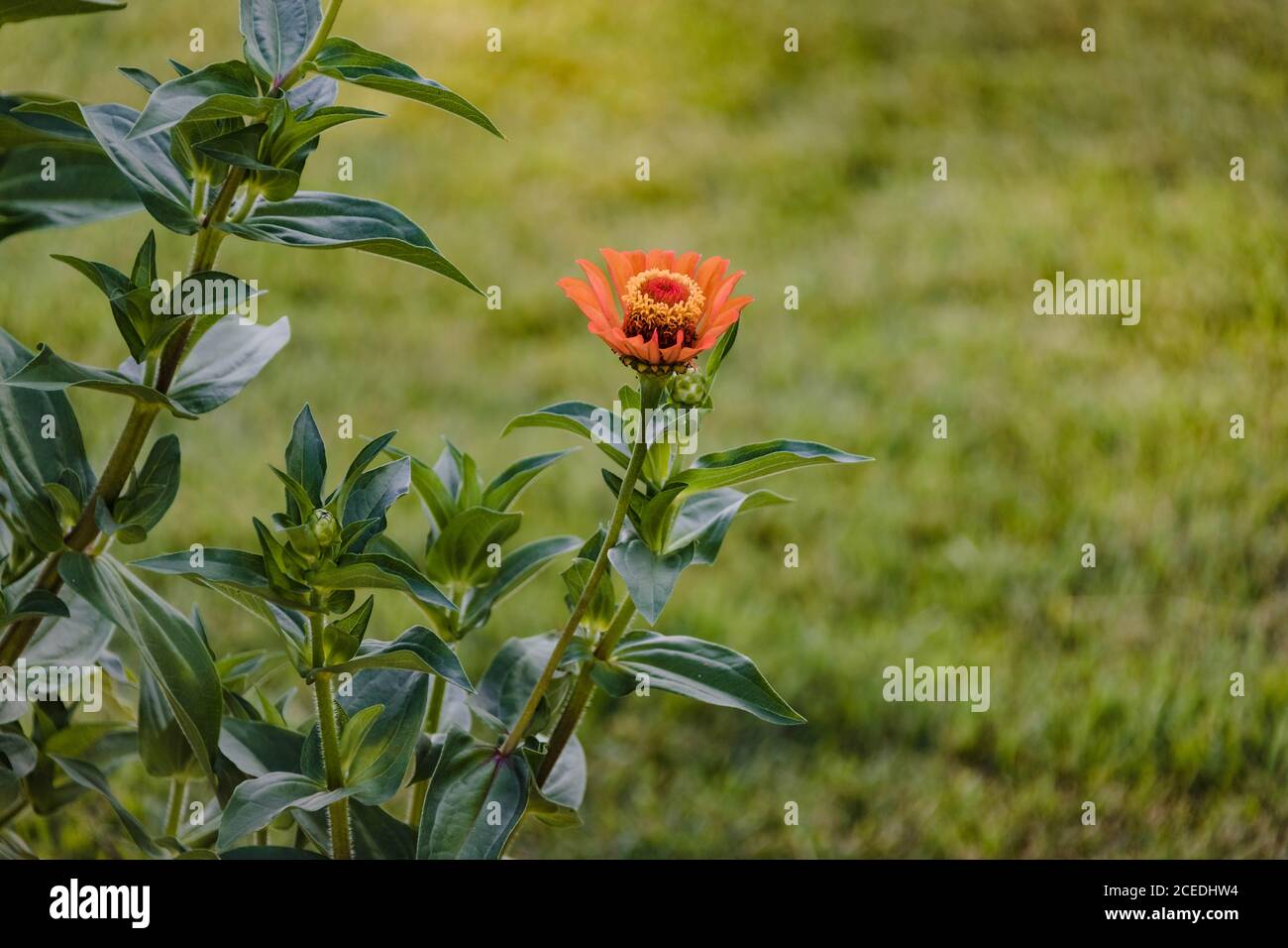 un zinnia rouge enfin fleurir dans le jardin arrière Banque D'Images