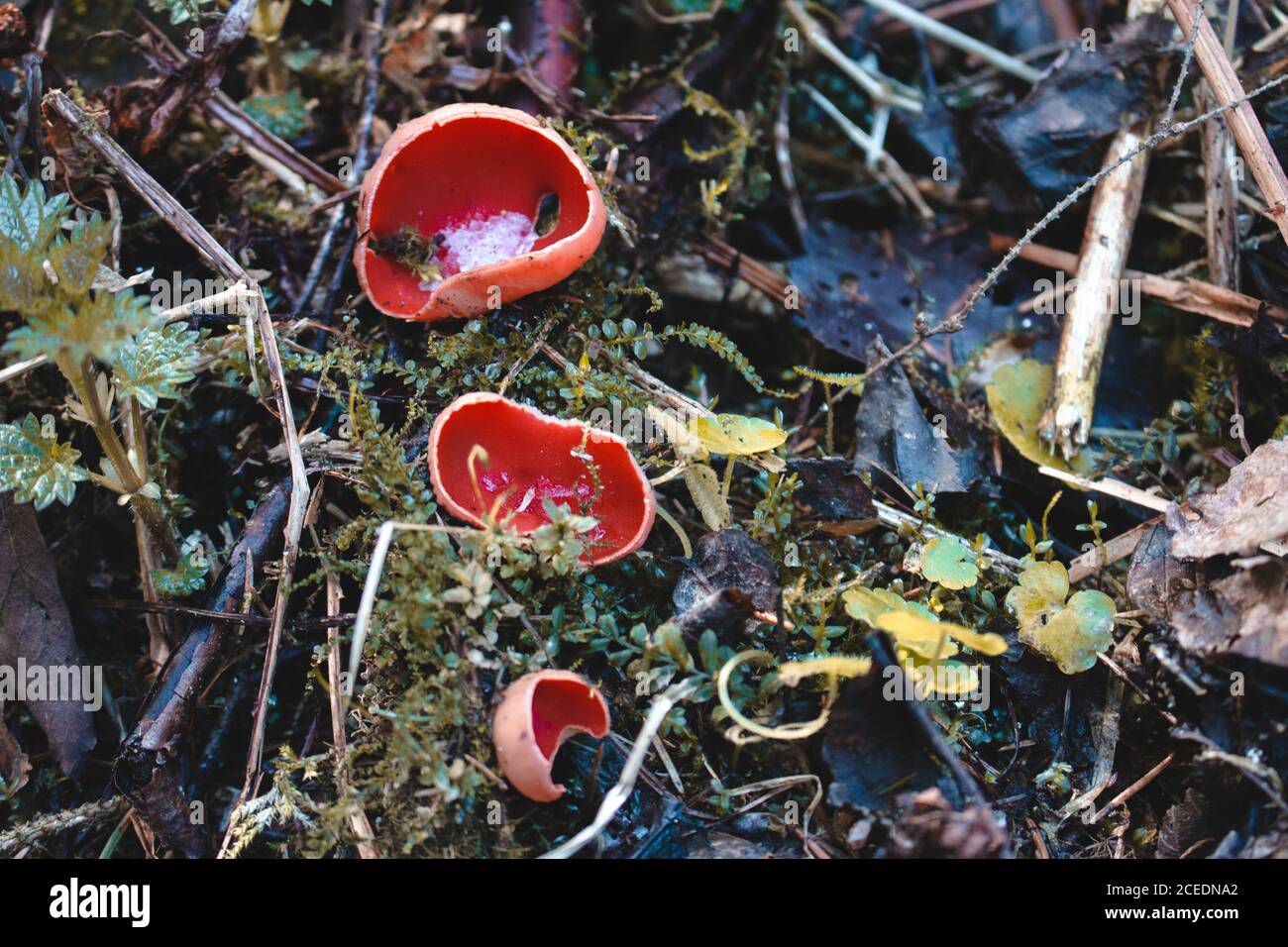 Le premier champignon de printemps dans la forêt. Le scarlet Sarcosciffus, communément connu sous le nom de cupule de scarlet, de calotte de scarlet ou de cupule de scarlet. Banque D'Images