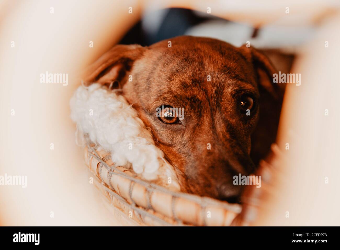 Gros plan de délicieux câlins bruns dans un panier confortable avec couverture regardant l'appareil photo Banque D'Images