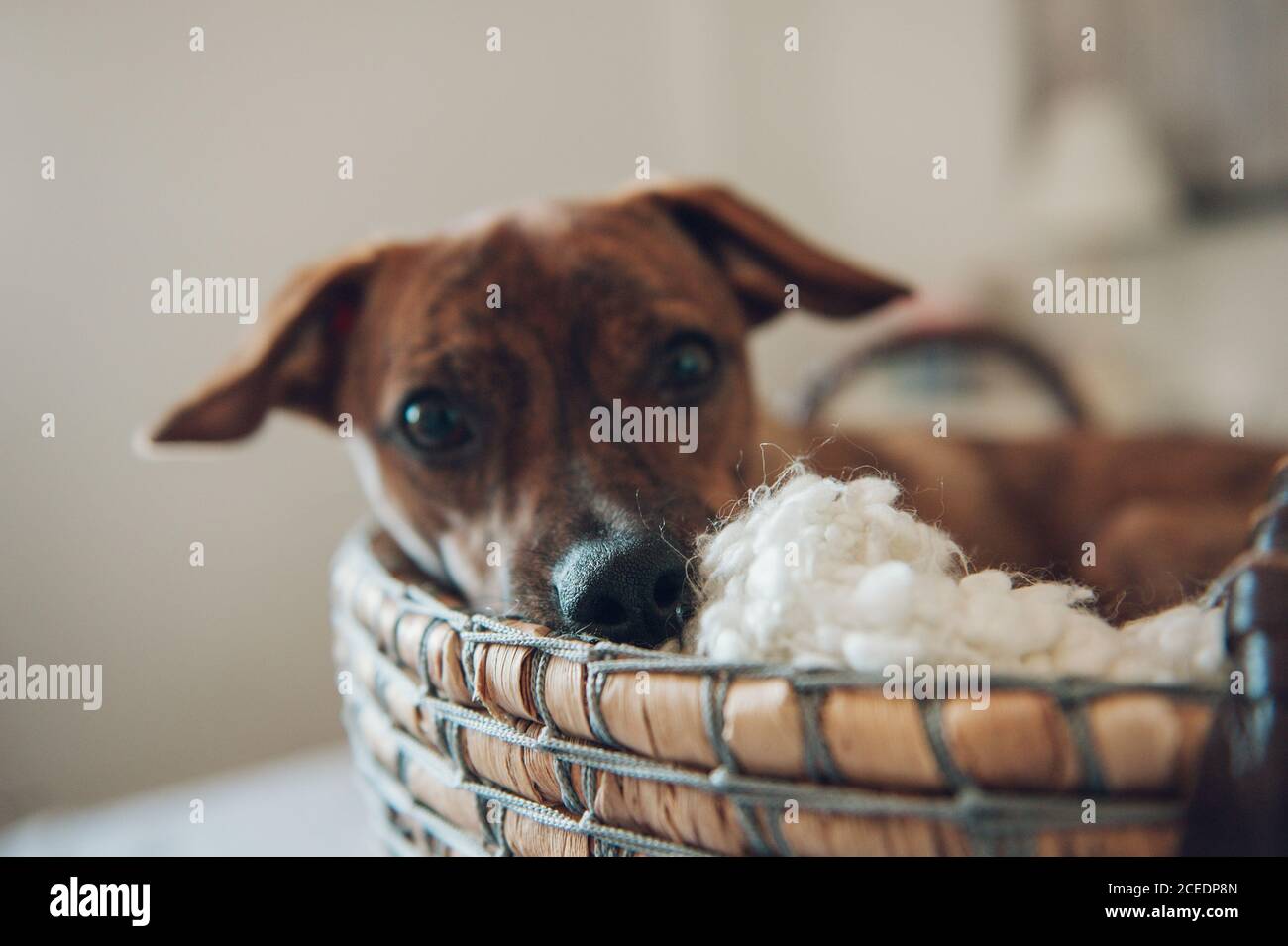 Adorable petit chiot brun dans un panier en osier confortable sur fond blanc arrière-plan Banque D'Images