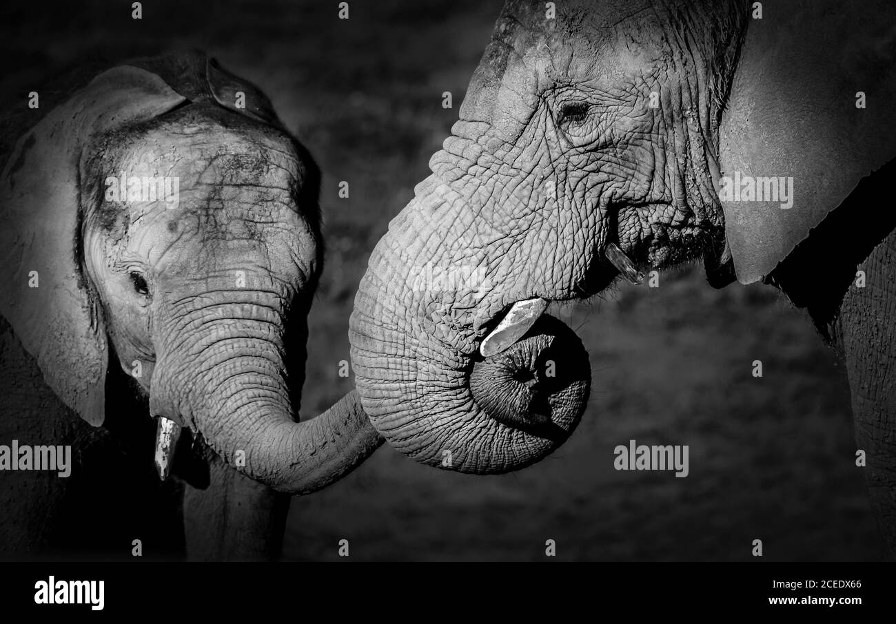 Gros plan monochrome de la mère d'éléphant d'Afrique (Loxodonta africana) avec des jeunes mâles qui se nouent et tiennent son tronc dans la sienne. Banque D'Images