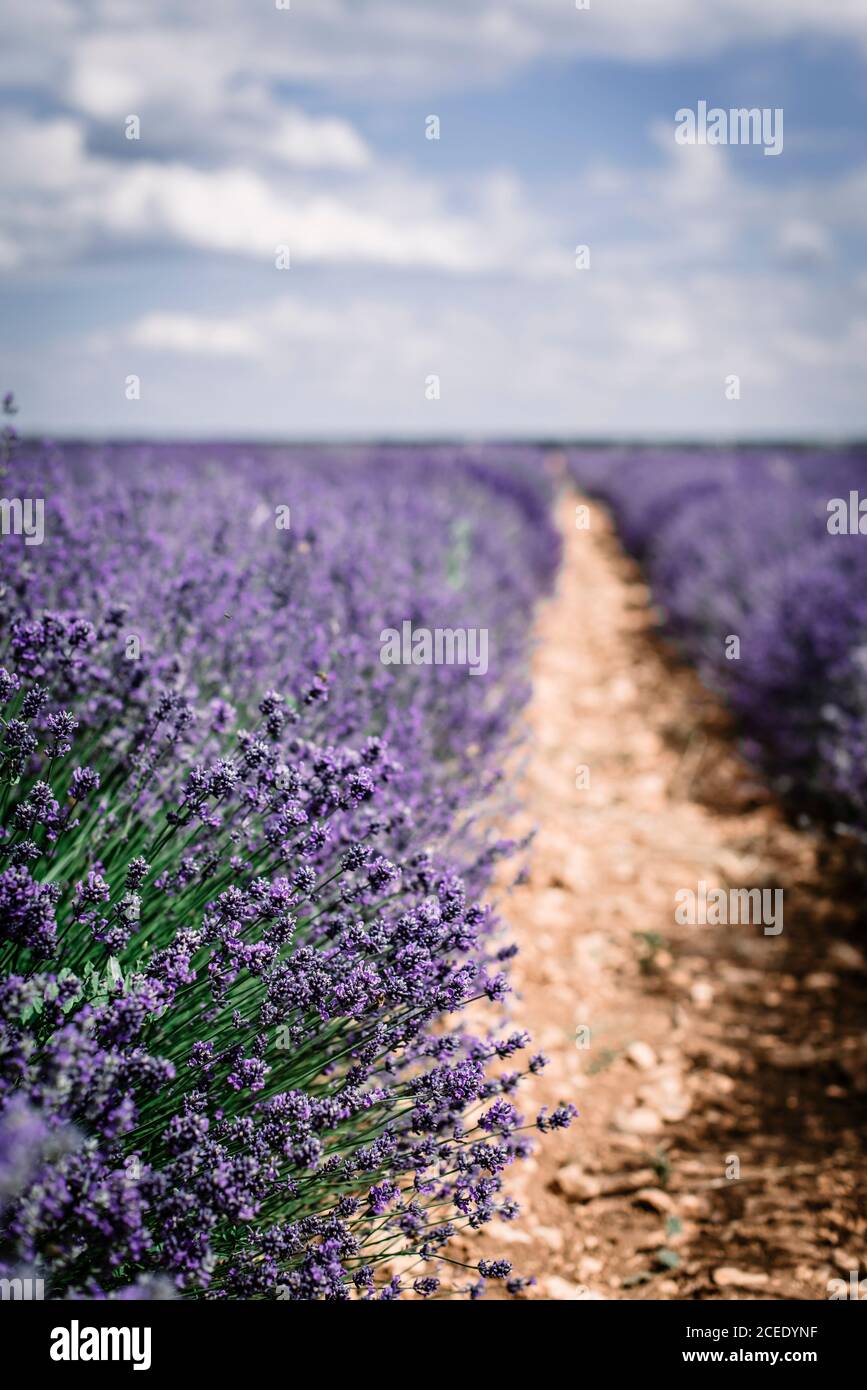Gros plan de belle fleur de brousse avec de jolies fleurs violettes le jour nuageux dans le champ Banque D'Images