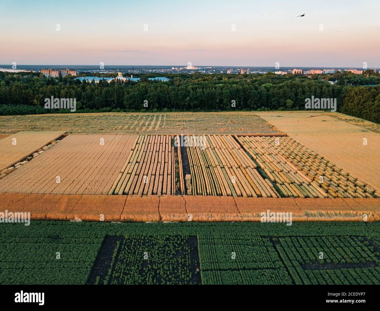 Vue aérienne des champs agricoles divisée en parcelles Banque D'Images