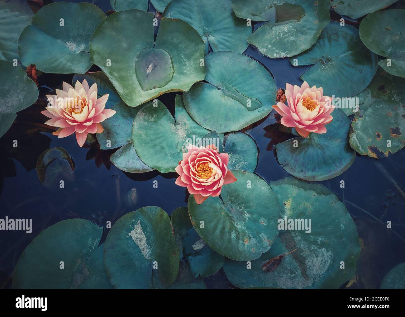 Vue rapprochée d'un étang mystique avec des nénuphars roses en fleur. Fond magique avec trois fleurs de lotus fleuries sur le lac su Banque D'Images