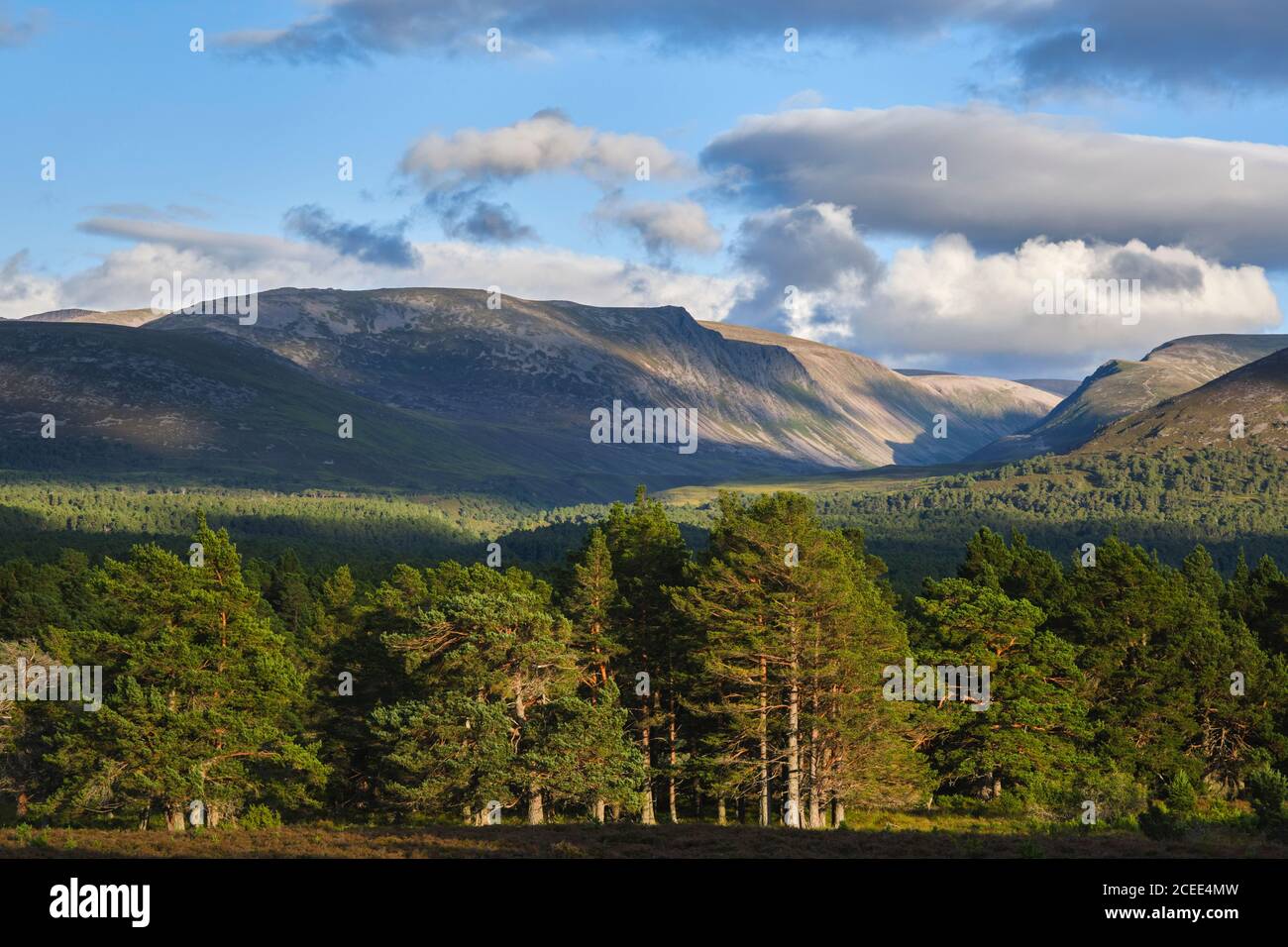 Ecosse, Highlands écossais, parc national de Cairngorms. La forêt calédonienne du domaine de Rothiemurchus avec la chaîne de montagnes de Cairngorm dans le dis Banque D'Images