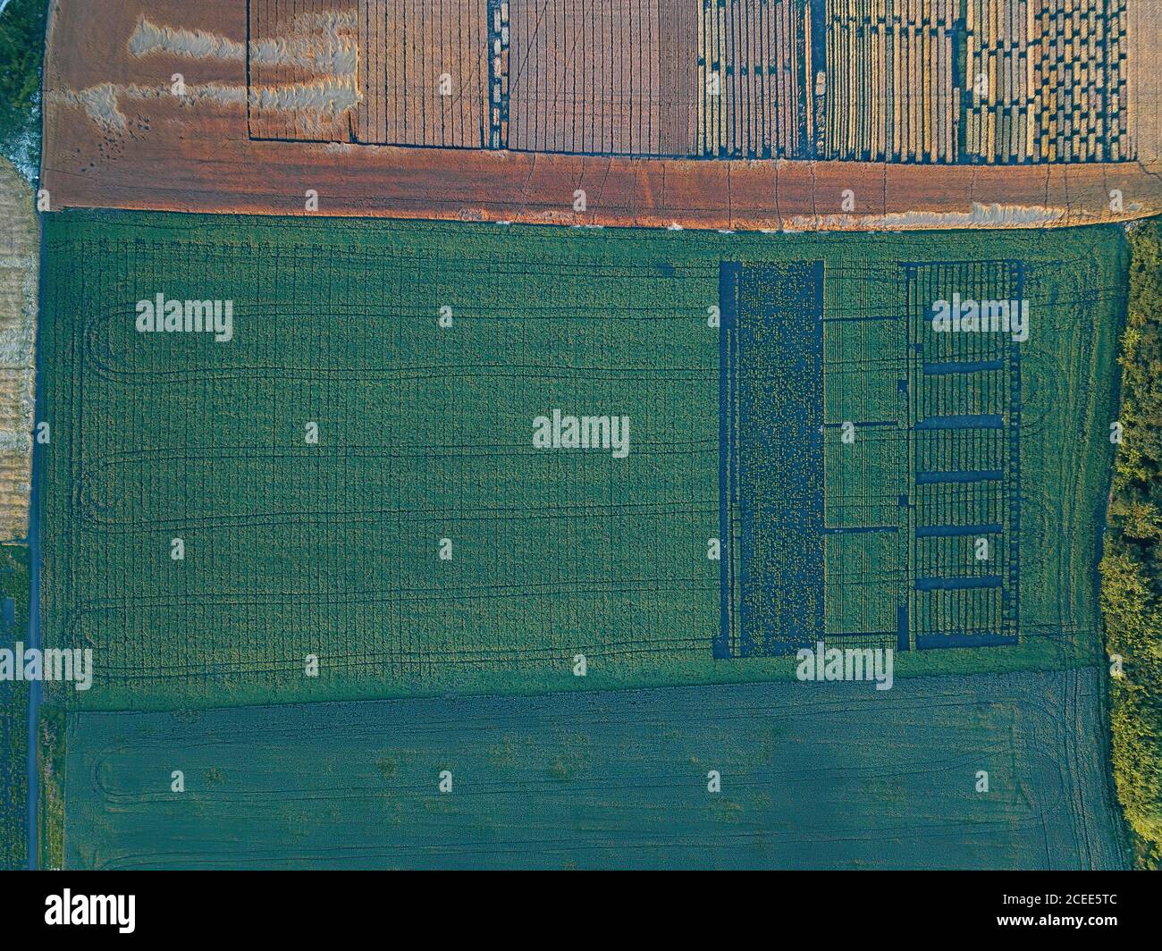 Vue aérienne des champs agricoles divisée en parcelles Banque D'Images