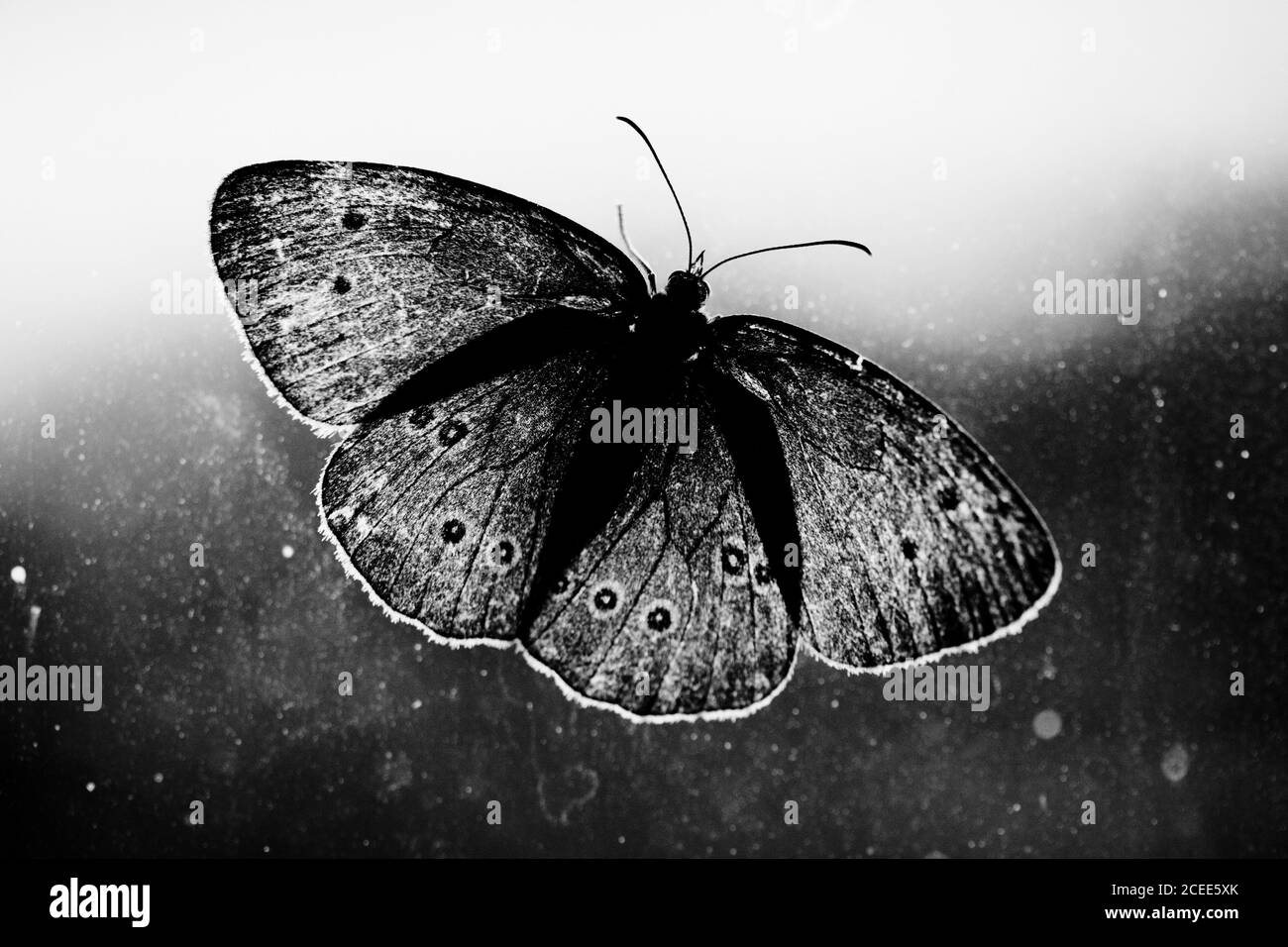 Gros plan d'un papillon en noir et blanc. Superbes motifs sur ses ailes. Banque D'Images