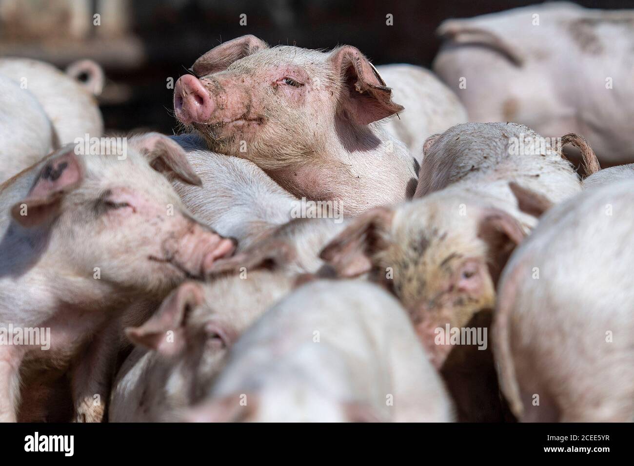 Willich, Allemagne. 1er septembre 2020. Les porcelets jouent dans la course des porcelets sur la ferme biologique 'Stautenhof'. Le ministre de l'Agriculture de la Rhénanie-du-Nord-Westphalie Heinen-Esser a visité la ferme biologique. Credit: Marius Becker/dpa/Alay Live News Banque D'Images