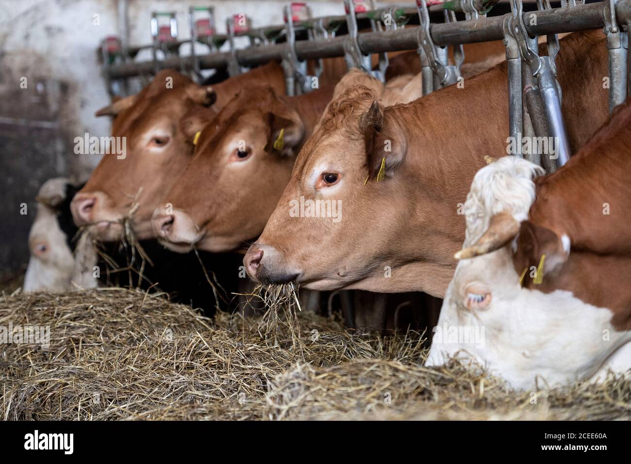 Willich, Allemagne. 1er septembre 2020. Les vaches mangent dans leur grange sur la ferme biologique 'Stautenhof'. Le ministre de l'Agriculture de la Rhénanie-du-Nord-Westphalie Heinen-Esser a visité la ferme biologique. Credit: Marius Becker/dpa/Alay Live News Banque D'Images