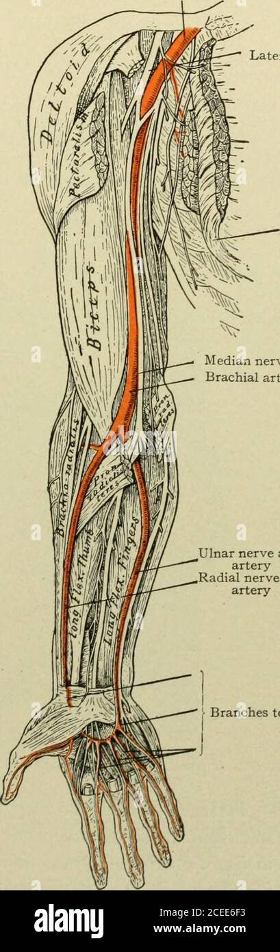 Livre de texte sur l'anatomie et la physiologie pour les infirmières. Entre  les deux premiers os métacarpiens. Itforme le palmaraque profond, qui  traverse le palmier sous les longs tendons(Fig. 124). L'ulnaire