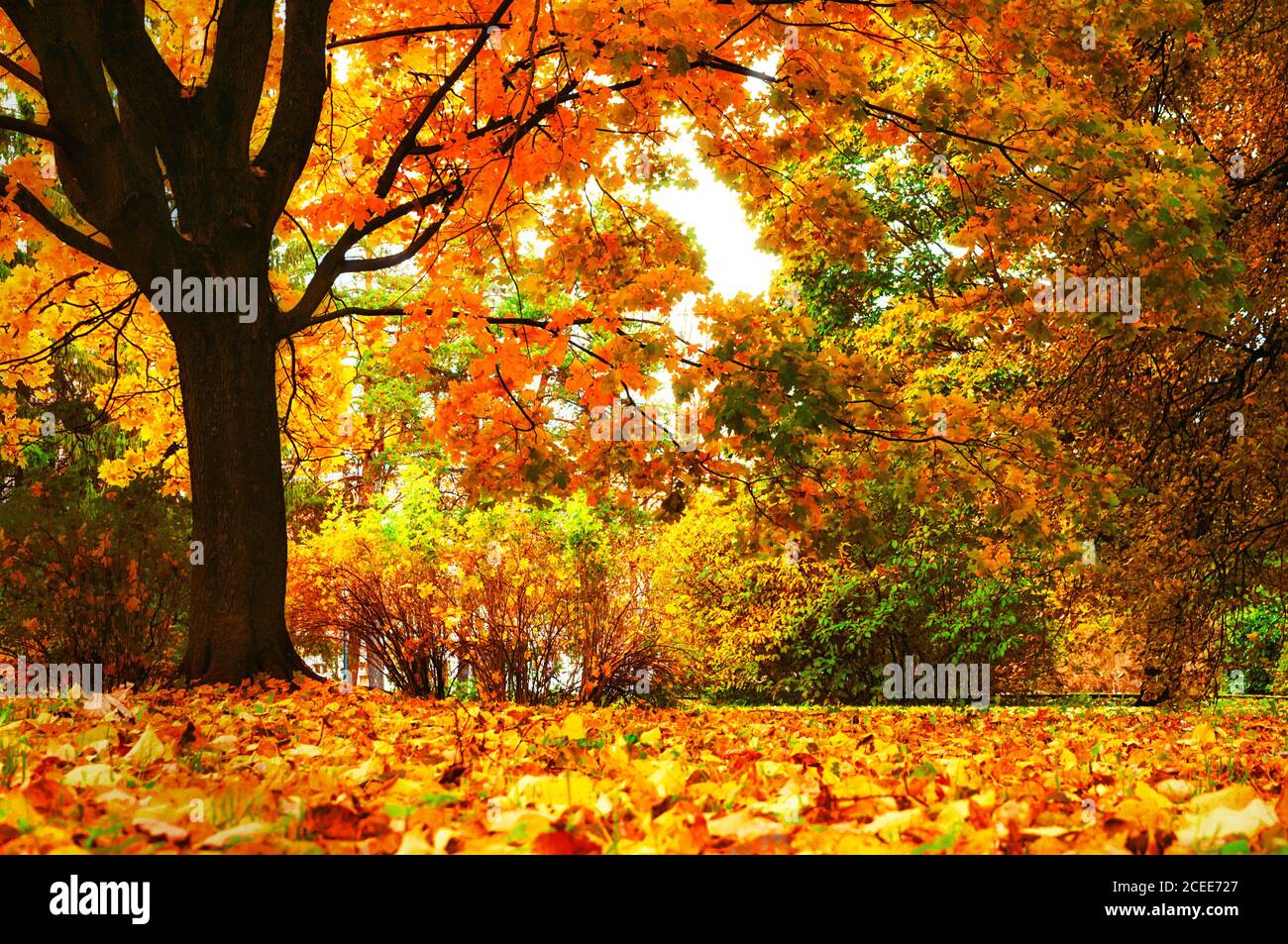 Paysage d'automne. Parc municipal d'automne, feuillage jaune au premier  plan. Filtre de diffusion appliqué. Parc d'automne coloré par temps nuageux  Photo Stock - Alamy