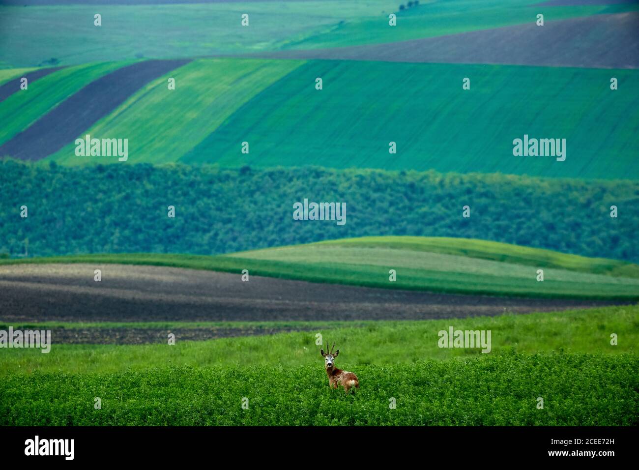 Un cerf regardant la caméra dans les champs de Roumanie. Grands champs verts dans les collines et le temps brumeux. Banque D'Images