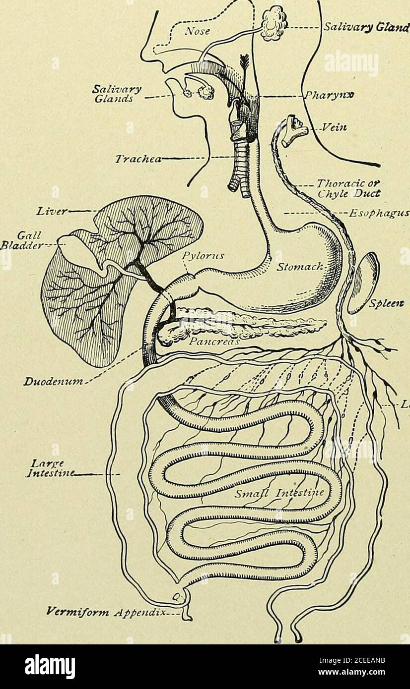 . Texte-livre de l'anatomie et de la physiologie pour les infirmières. Scapular.   axillaire, (fc R-&lt;i- ^? U ^ / Jaxillaire et ant. Thoracique.Ant. Thoracique. Musculo-cutané.Musculo-cutané et radial. Radial (musculo-spiral).branche profonde de radial.médiane. Uhiar. Ulnaire et médiane. Ulnaire.ulnaire. Plexus lombaire. Pudic. Plexus sacré.fessier inférieur. Supérieur gluteal.Obtuator. Fémoral (antérieur de la paroi).sciatique. NERFS AUX MUSCLES ET AUX ARTICULATIONS. II9 ALIMENTATION DU NERF SPINAL AU MUSCLE PRINCIPAL GROLFS—(SUITE.) Région. Muscles. Nerf. Jambe, muscles antérieurs (extenseurs) péronière profonde (tibial antérieur). Jambe, la Banque D'Images