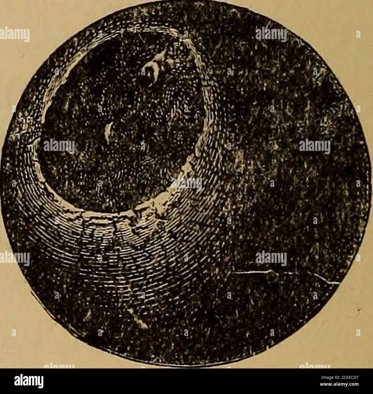 . Science de la mer. Un manuel élémentaire d'océanographie pratique pour les voyageurs, les marins et les yachtmen. Figure 159. — Scalpellumon a manganèse Nodule( Challenger ). Figure 160.—sphérule avec MetallicNucleus recouvert de BlackMagnetite, censé être ofCosmic Origin (Challenger). Dents de requins et os d'oreilles de baleines, imprégnés et recouverts plus ou moins épaissir par les peroxydes de fer et de manganèse. Dans les argiles rouges, aussi, les sphérules magnétiques d'un nombre de minutes (Fig. 160), certains avec DES OOZES 219 noyaux métalliques, ont été rencontrés avec, et ont également été extraits des nodules de manganèse après ces derniers Banque D'Images