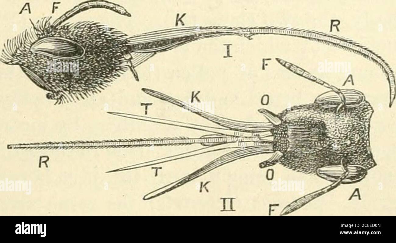 . La science populaire mensuelle. ura] taille. Figure 13.—Hairt-Bee(Anthophora retusa). Figure 14.—Eabth-Bee (Andrena Schrankella). Figure 15.—Hdmble-Bee(Bombus terrestris). Semblables aux abeilles humbles en apparence et en structure sont les abeilles poilues, dont l'une est illustrée à la figure. 13. Ils sont facilement saisis, cependant, comme nous le verrons actuellement, par la formation des pattes arrière. Sur la Fig. 14 nous avons une abeille (Andrena Schrankella, aspecies représentant l'un des plus grands genres), qui peut être vue au printemps sur les chatons et d'autres fleurs printanières. Nous l'avons déjà dit, au-dessus de leur haut niveau Banque D'Images