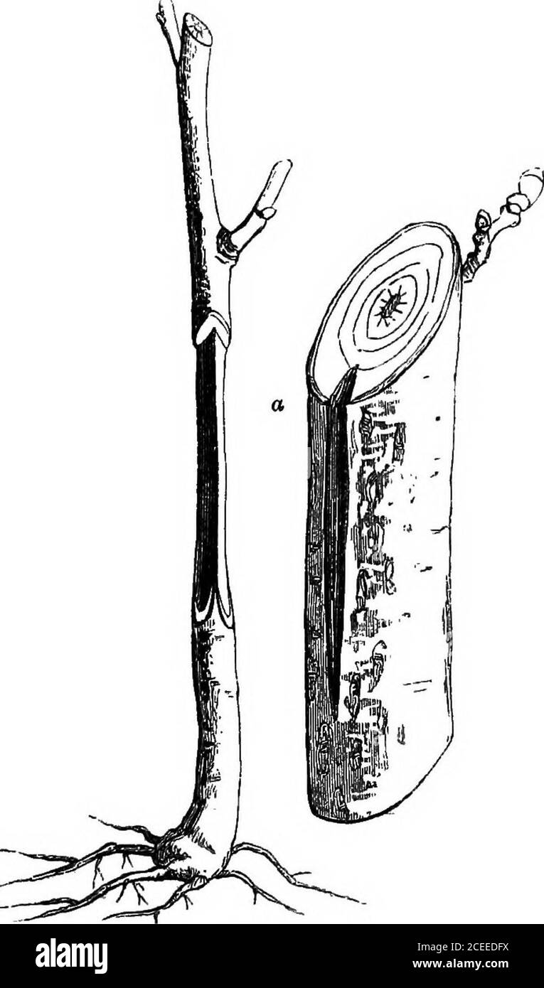 . La théorie et la pratique de l'horticulture; ou, une tentative d'expliquer les principales opérations de jardinage sur des motifs physiologiques. e, et un magazine pour la sève qui a aidé à unir les parties inarchées. Si ce mode d'aarching est à exécuter sur un grand arbre, dont le sommet a été brisé par le vent, nous plantons près d'elle un jeune, qui peut être inarché sur le brokentrunk comme expliqué ci-dessus, à l'exception que, au lieu d'être incliné, le stock est dehors horizontalement. M. Thouin dit que ce mode est employé dans le bon climat de Caux; mais dans d'autres endroits ils préfèrent crowngrefting, tandis que d'autres Banque D'Images