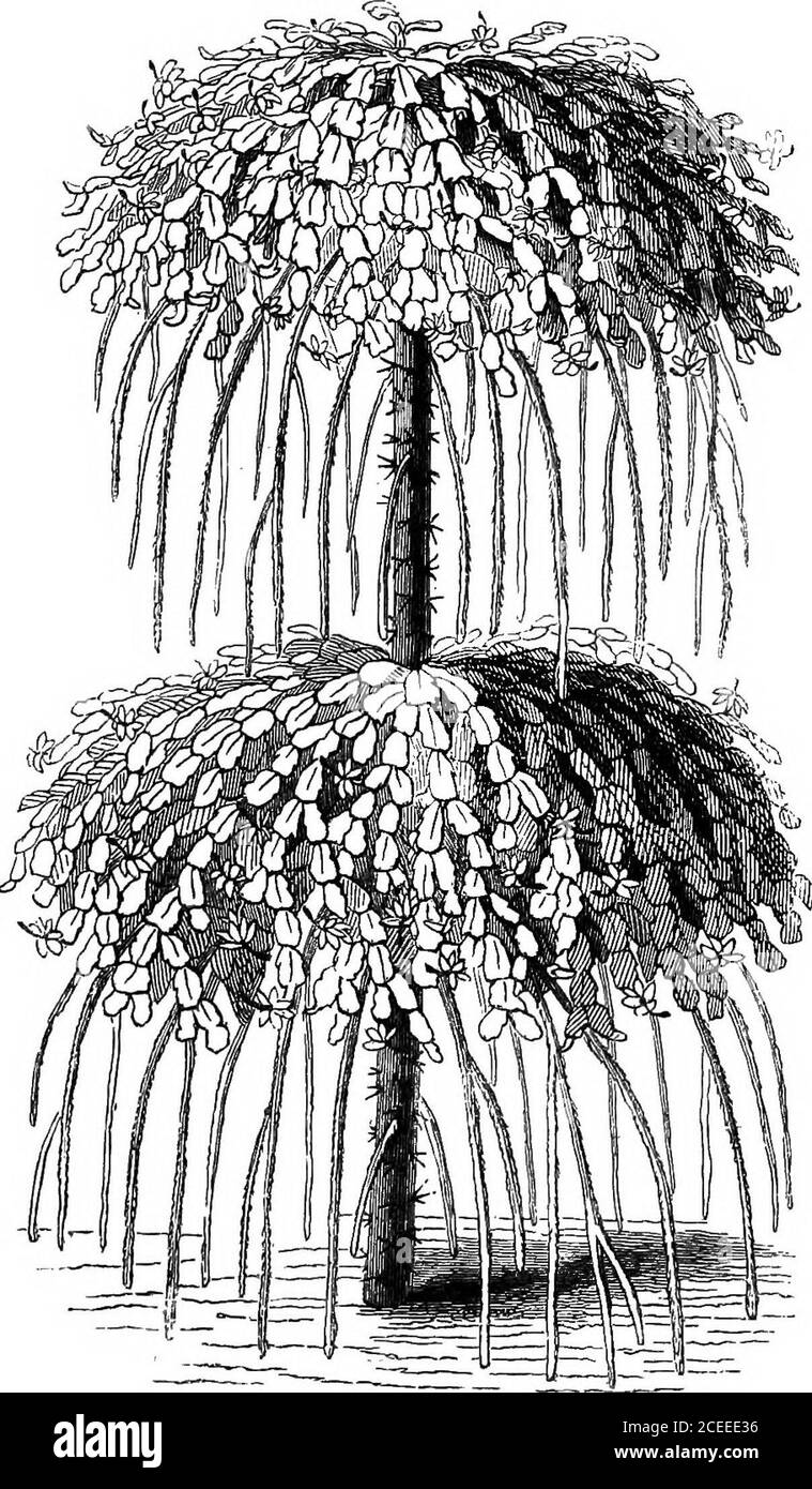. La théorie et la pratique de l'horticulture; ou, une tentative d'expliquer les opérations principales de jardinage sur des motifs physiologiques. Pring et l'été. L'habitude pendenous de Cereus flagelliformis permet de son être formé sous n'importe quelle forme, en accord avec la fantaisie du propriétaire. J'ai greffé des Cacti à tous les saisons de l'année, mais je trouve que le meilleur moment est de la fin septembre-septembre à novembre; probablement en raison des plantes étant en état de dormance amore. Je n'applique pas de feu à la maison pendant cette période, à moins de sécher. Jusqu'à l'humidité ou d'exclure le gel. Un spécimen de Pereskiaaculeata, neuf pieds de haut, qui Banque D'Images . La théorie et la pratique de l'horticulture; ou, une tentative d'expliquer les opérations principales de jardinage sur des motifs physiologiques. Pring et l'été. L'habitude pendenous de Cereus flagelliformis permet de son être formé sous n'importe quelle forme, en accord avec la fantaisie du propriétaire. J'ai greffé des Cacti à tous les saisons de l'année, mais je trouve que le meilleur moment est de la fin septembre-septembre à novembre; probablement en raison des plantes étant en état de dormance amore. Je n'applique pas de feu à la maison pendant cette période, à moins de sécher. Jusqu'à l'humidité ou d'exclure le gel. Un spécimen de Pereskiaaculeata, neuf pieds de haut, qui Banque D'Images