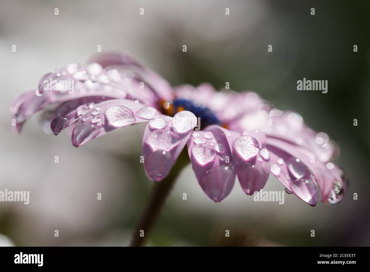 Macro fleur violette avec rosée Banque D'Images