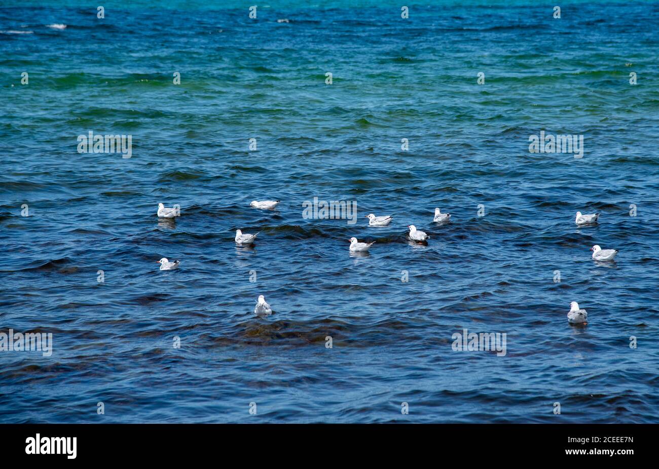 Goélands blancs sur la surface bleue de l'eau de mer. Banque D'Images
