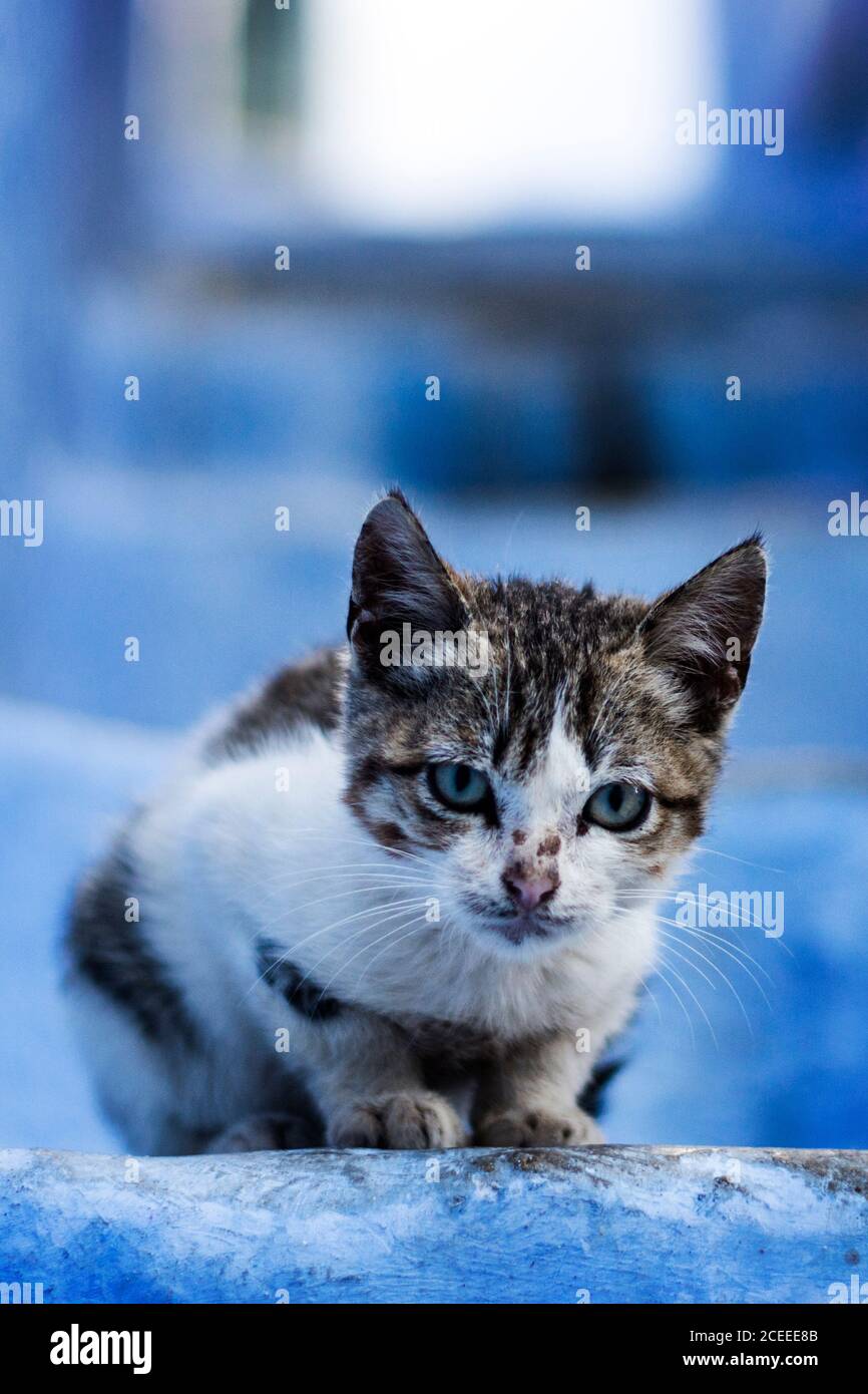 Petit chat sauvage dans les rues bleues du chef Chaouen Au Maroc Banque D'Images