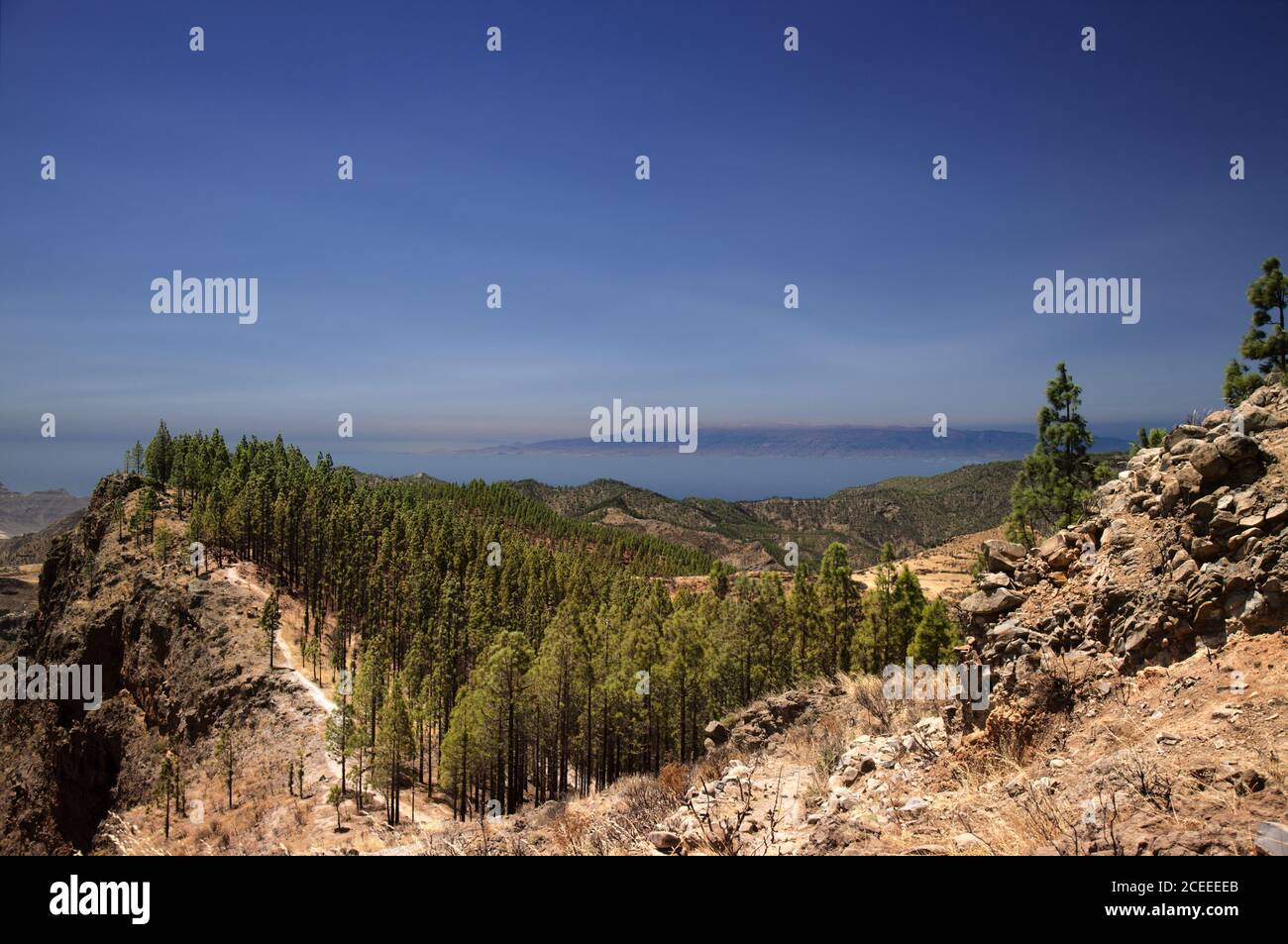 Gran Canaria, paysage de la partie centrale de l'île, Las Cumbres, c'est-à-dire les sommets, Canary Pines brûlé dans les feux de forêt se rétablissant lentement Banque D'Images