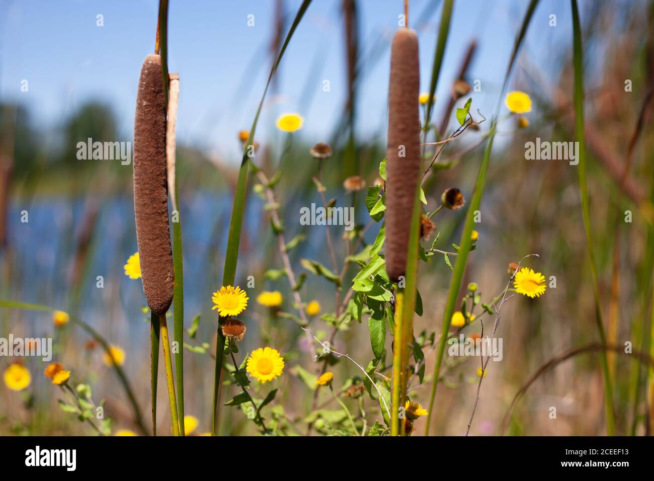 Roseaux au bord d'un lac. Bullrush Reed plante avec des fleurs sauvages jaunes sur le bord d'un étang. Banque D'Images