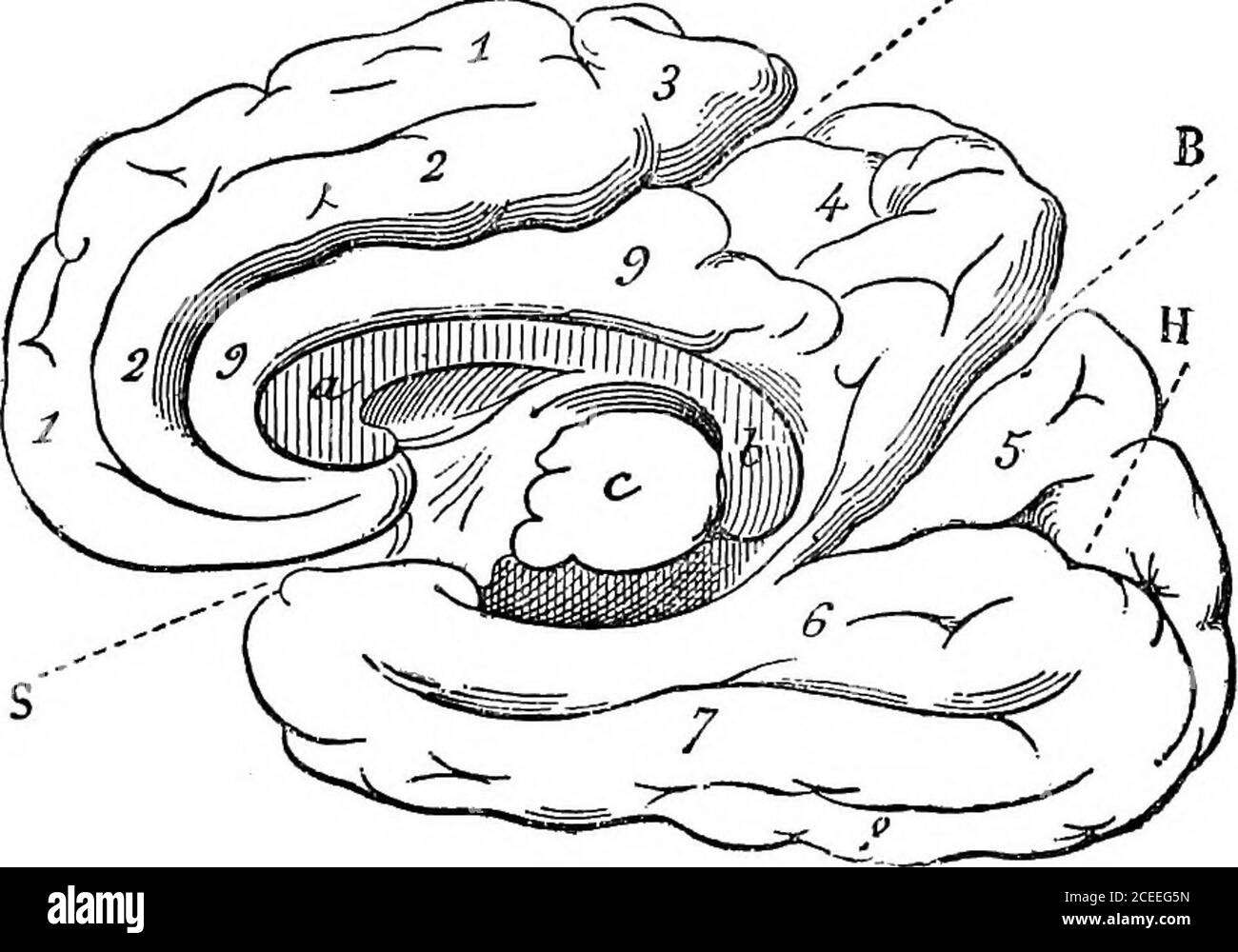. L'anthropologie. g a appelé l'hourrelet (coussin). Vers son extrémité extérieure est alors vu une bévue en gibration par la préparation, qui est la fissure perpen-diculaire interne déjà décrite. Sur cette surface se trouve un triangularlobule, formant une partie du lobe occipital, regardant de ce côté, et qui limite le sulcus de l'hippocampe en dessous. La partie située sous, et à gauche de ce sulcus dans la figure, est la surface interne (dans la partie inférieure) du lobe temporo-sphénoïdal. Un sulcus transversal primaire et bien défini, et un petit sulcus faible qui est parallèle à moi Banque D'Images