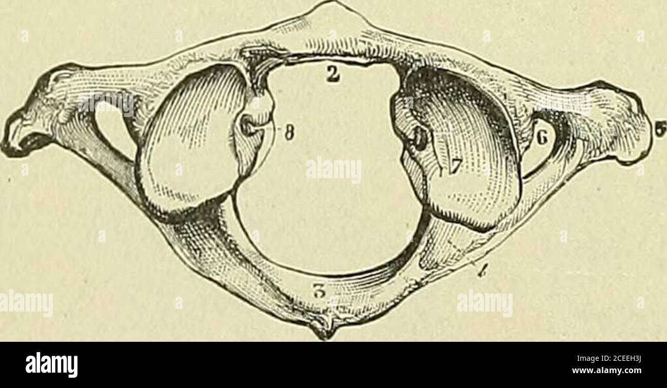 . Livre de texte sur l'anatomie et la physiologie pour les infirmières. Pédicule Fig. 31.—Vertebea cervical, montrant le processus de Bifid Spiny.—(Morris.). Figure 32.—Atlas, surface supérieure.I, tubercule de l'arche antérieure; 2,facette articulaire pour l'axe du processus odontoïde; 3, arche postérieure et postériortubercule; 4, rainure pour l'artéryet le premier nerf cervical vertébral; 5, processus transverséculaire; 6, foramen transversal; 7,processus articulaire supérieur; 8, tubercules pour l'attachement des ligaments vertébraux— Dictionnaire transverse. Banque D'Images