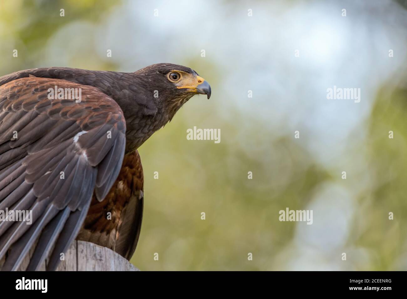 Gros plan extrême pour le faucon de Harris (Parabuteo unicinctus) Banque D'Images