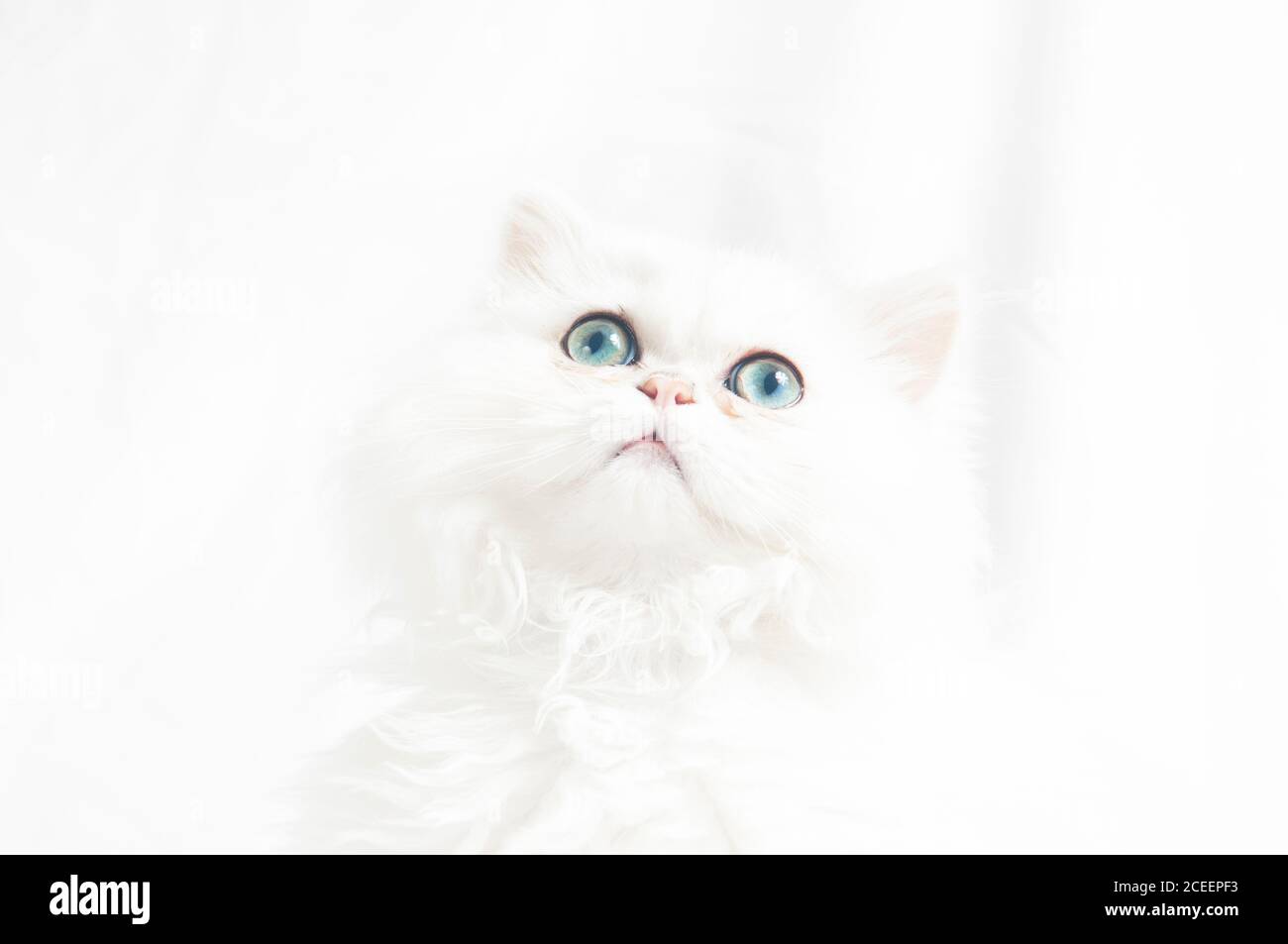 Magnifique chat persan blanc et moelleux avec les yeux bleus regardant vers le haut sur fond blanc Banque D'Images