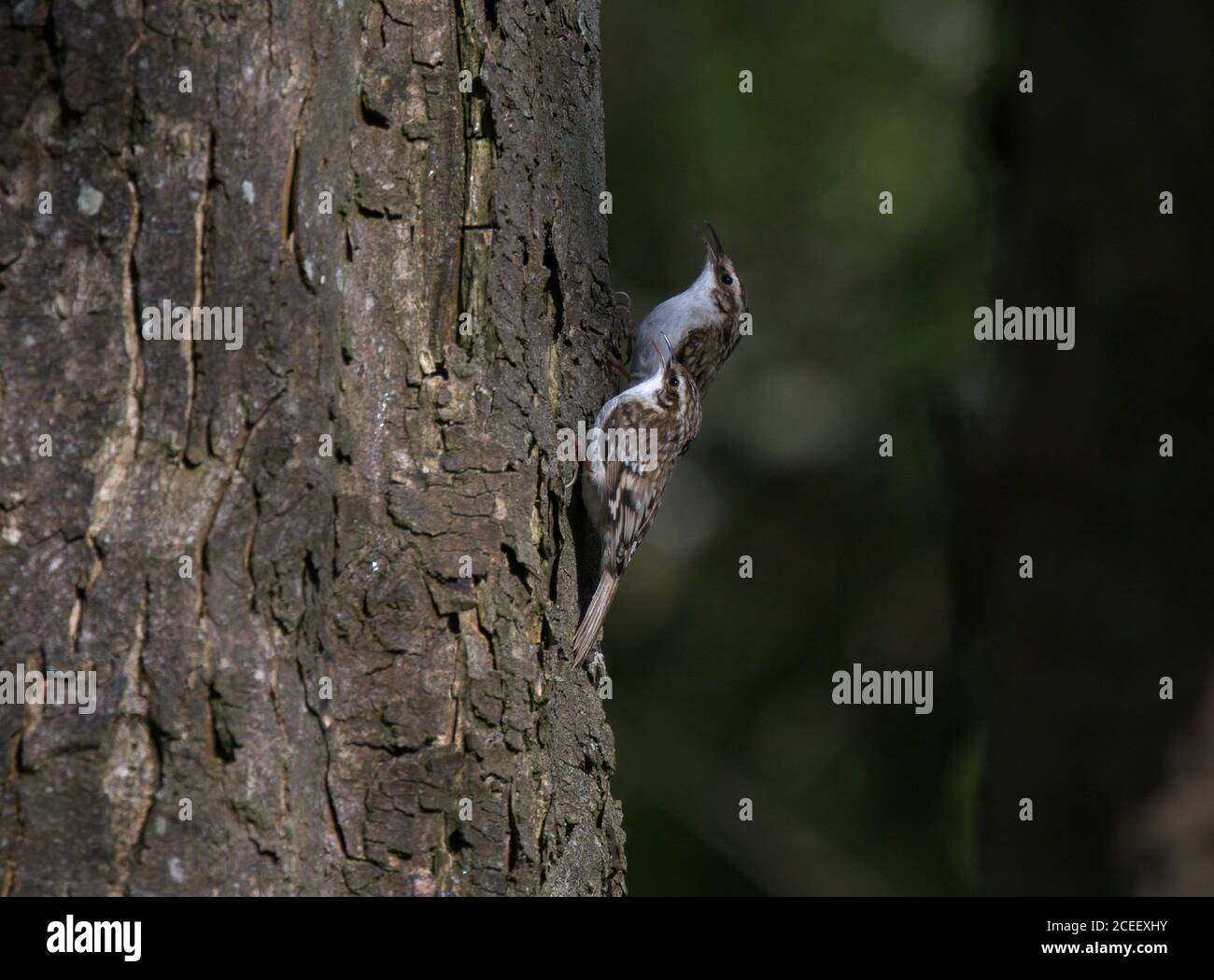 Paire de Treecreeper eurasien, Certhia familiaris, sur tronc d'arbre, Lancashire, Royaume-Uni Banque D'Images