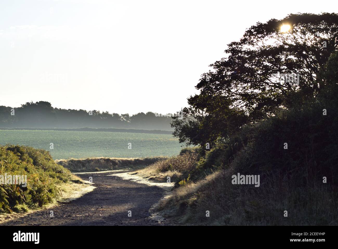 piste de ferme et soleil à travers l'arbre Banque D'Images