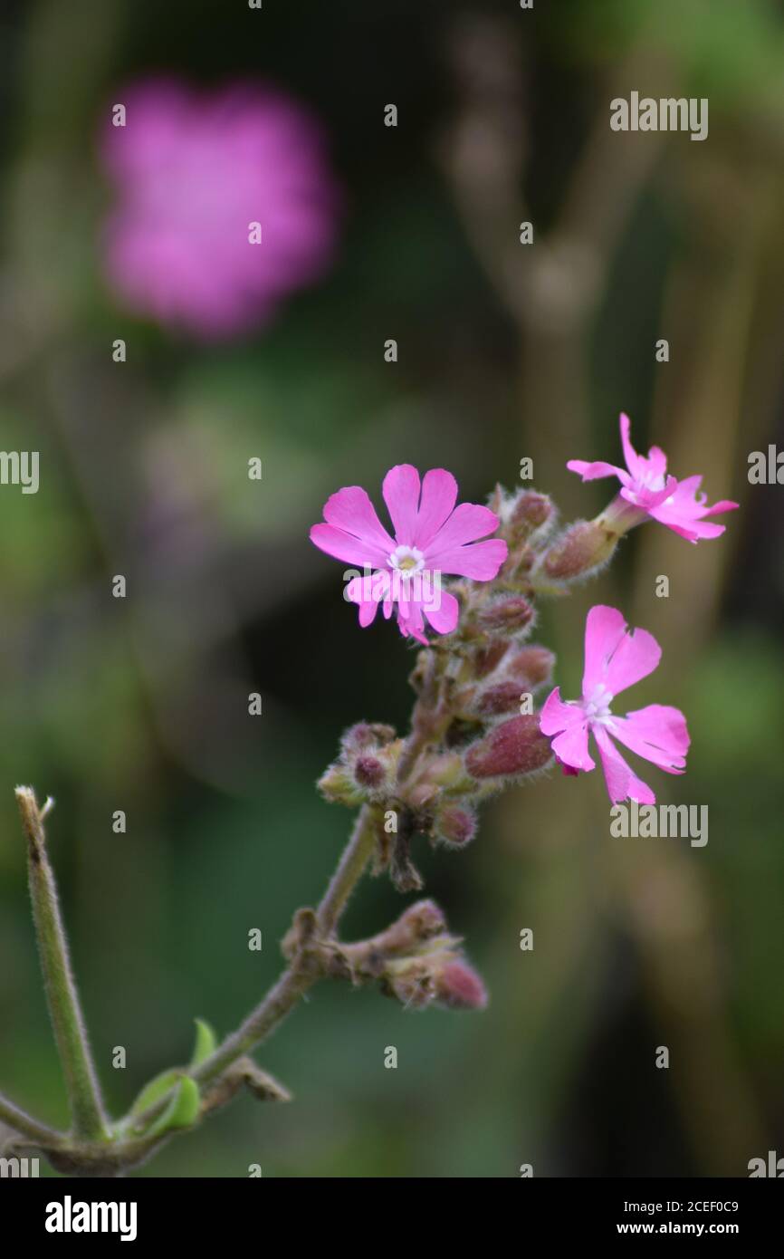 Red Campion en premier plan et en arrière-plan Banque D'Images