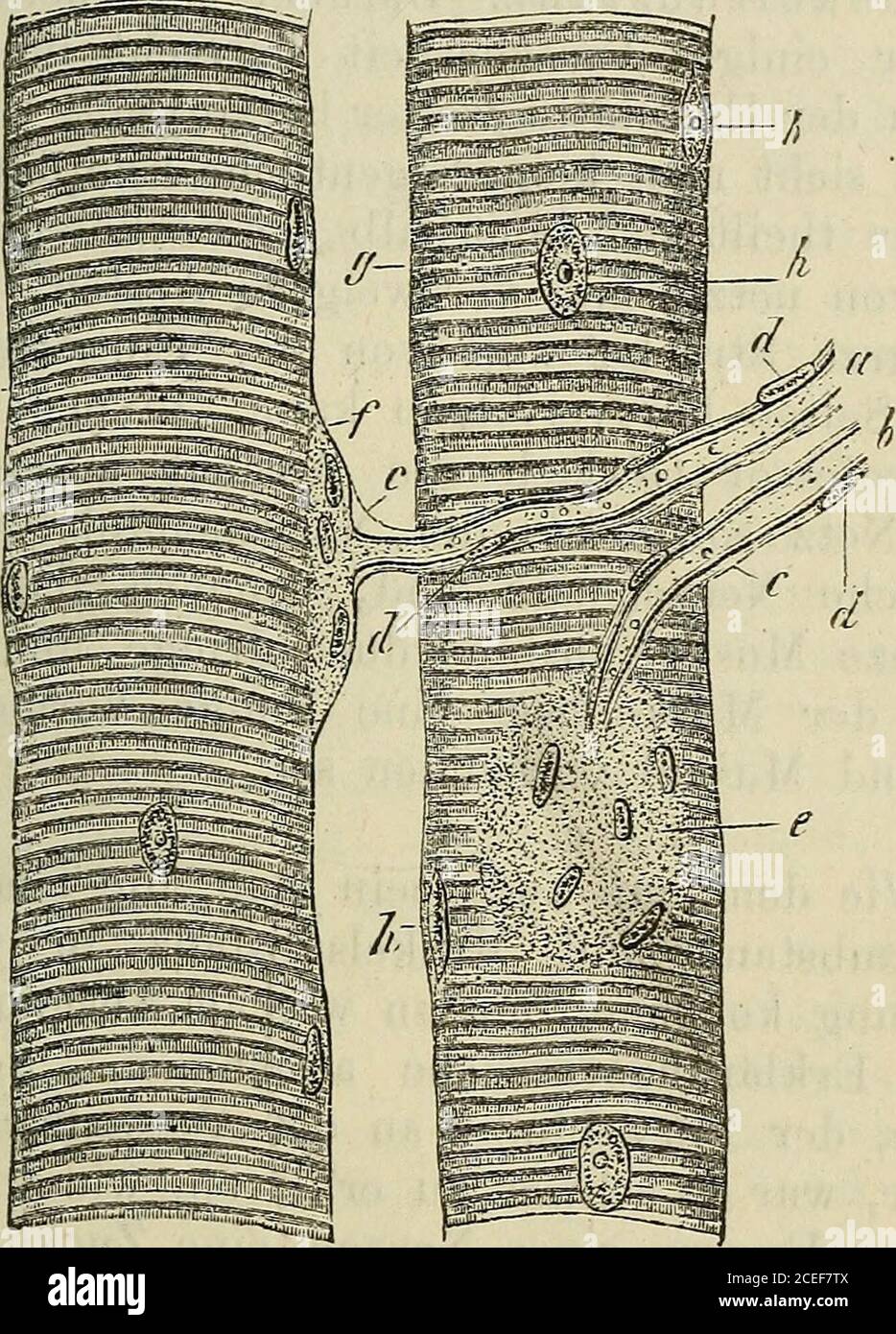 . Handel mit und vermittlung. Wollen wir das Spiel einer Maschine, eines Mecha-nismus verstehen, so müssen wir ihren Bau, die gegen-seitige Lagerung der einzelnen Bestandtheile kennen.in unserm Falle kann uns nur die mikroskopischechung Untersuchschung. Verfolgen wir denNerven innerhalb des Muskels, so sehen wir, wie dieeinzelnen Fasern, welche in einem Bündel vereinigteintreten, sich trennen und zwischen den Muskelernfasverlaufend sich im ganzen Muskel ausbreiten. Sodannsieht man, wie einzelne Nervenfasern sich theilen, undes erklärt sich Banque D'Images