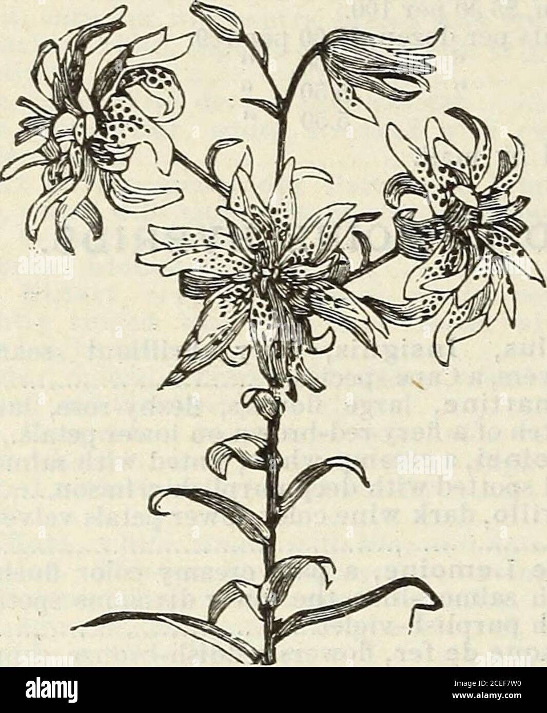 . Catalogue de plantes de John Saul à Washington pour le printemps 1888. 4 incheslong, odorant et floraison précoce 75 62 JOHLIF SAULS DESCRIPTITE CATALOGUE each.Lilium, Speciosum punctatum, blanc, deli-cately spottd avec rose 50 Speciosum (Lancifoliuin) Album, White Flow-ers 35 Melpomme, cette variété fine est plus riche en couleurs que n'importe quelle variété de 75 de Speciosum. LILY DOUBLE TIGRE. Rubrum, Japon Lily, tige de deux à trois feethigh, couleur blanche, sutlussd avec rouge, et parsemé de cramoisi brillant sur la surface intérieure 25 Macranthum, une variété de rubrum, florierslarge et hautement coloré 40 Banque D'Images