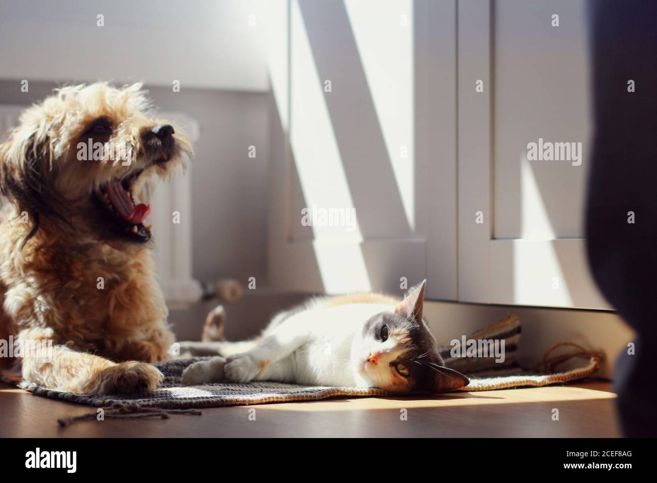 Le chat paresseux et le chien bâbord allongé sur un tapis ensoleillé journée dans une chambre confortable à la maison Banque D'Images