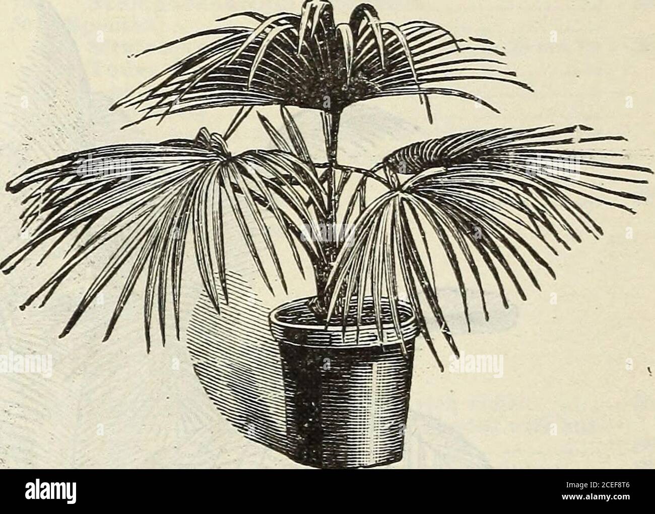 . Catalogue de plantes de John Saul à Washington pour le printemps 1888. PRITCHARDIA FILAMENTOSA. LATANIA BORBONICA. Banque D'Images