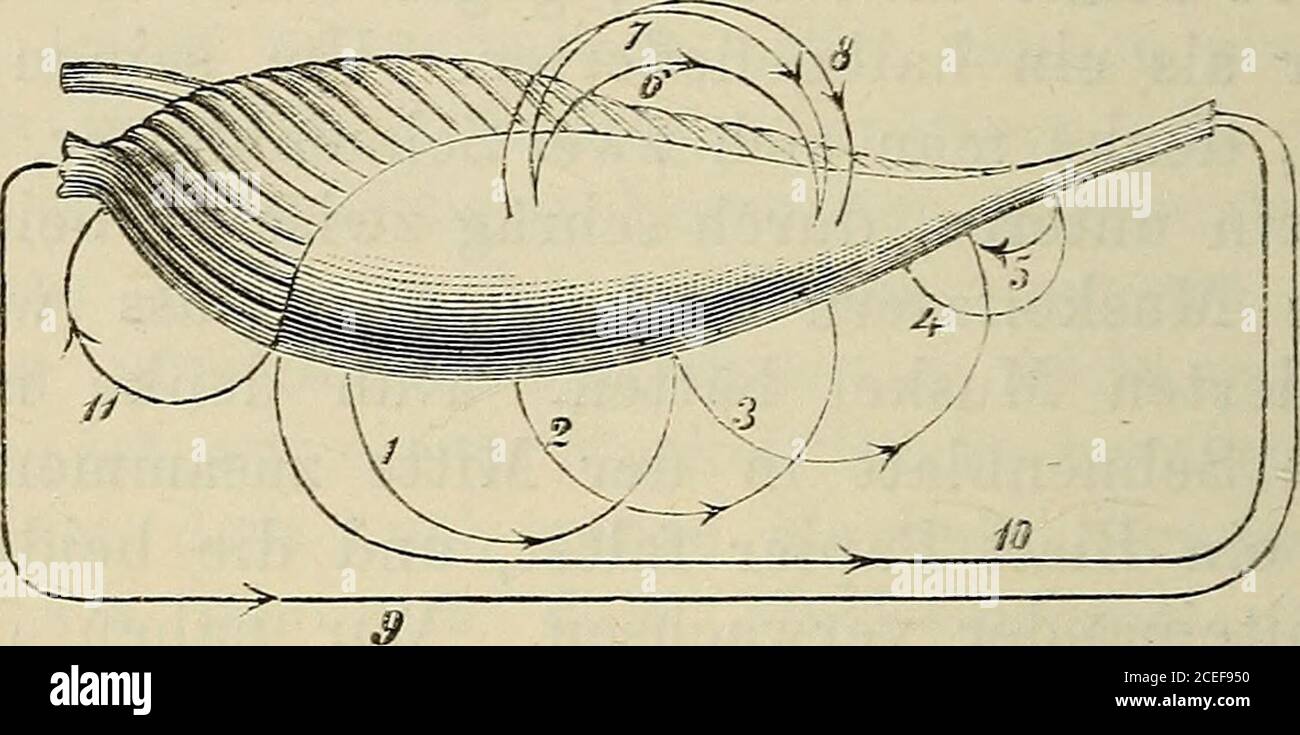 . Uskel-fasern gebildet wild und nur einen zarten Längsstreifals Andeutung der im Innern verborgenen Sehne zeigt,während die gewölbte Rückseite in ihren untern zweiDrithn verborgenen Sehne seigt, währen die behnen sehnen behne behnen behnen sehnen. Ein solcher Muskel Hat, wie man sieht, von Natureinen schrägen Querschnitt, welcher eben durch jenen * Ausnahmen von dieser Regel sollen später besprochenwerden. 13* 196 Elftes Kapitel. Sehnigen Ueberzug dargestellt wird, und einen Längs-schnitt, welcher die ganze flache und einen k Banque D'Images