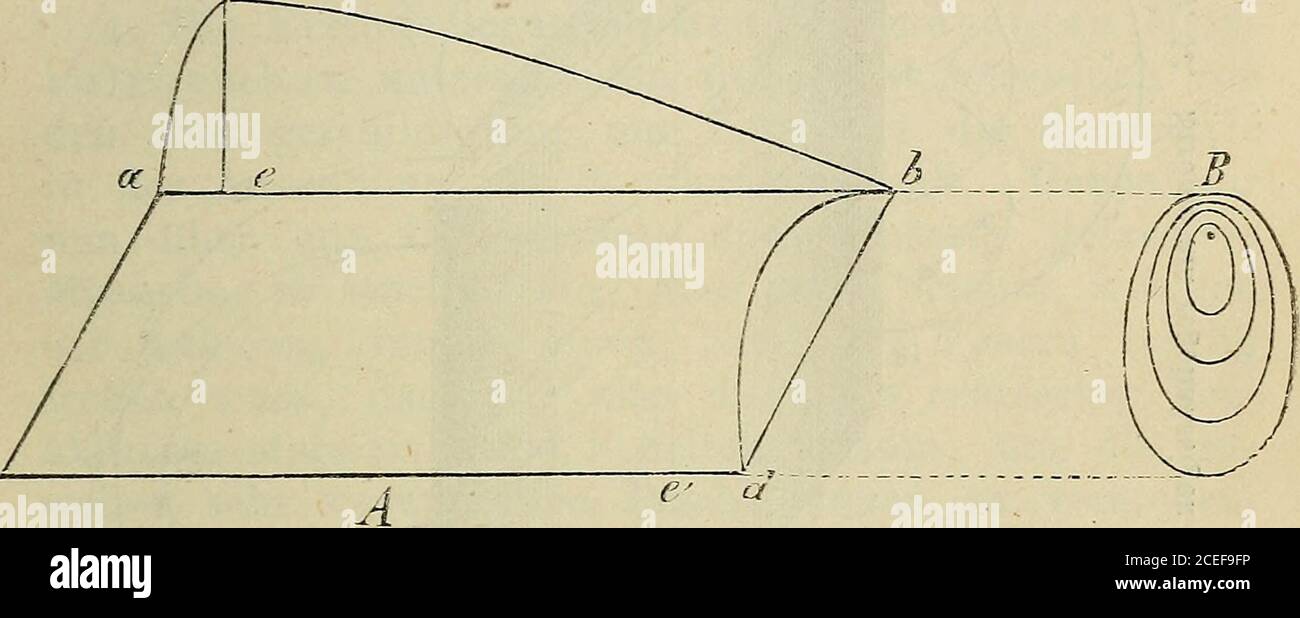 . Algemeine Physiology der Muskeln und Nerven. Dann werden die beiden Quer-schnitt Ellipsen darstellen, und zwar bei einem regel-mässigen Muskelrhombus zwei gleiche Ellipsen. Eindurch die langen Achsen dieser beiden Ellipsen gelegterSchnitt stellt dann ein ungleichseitiges Parallelogrammmit zwei stumpfen und zwei spitzen Ecken (rhomboid)vor. Unsere Figur zeigt einen solchen Durchschnitt, a bund eä entsprrechen darin dem Längsschnitt, ac undhä den Querschnitt. Letztere sind identisch mit den Muskelrhombus. 191 langen Achsen der wirklichen Querschnitt. Auf der Wörthen Banque D'Images