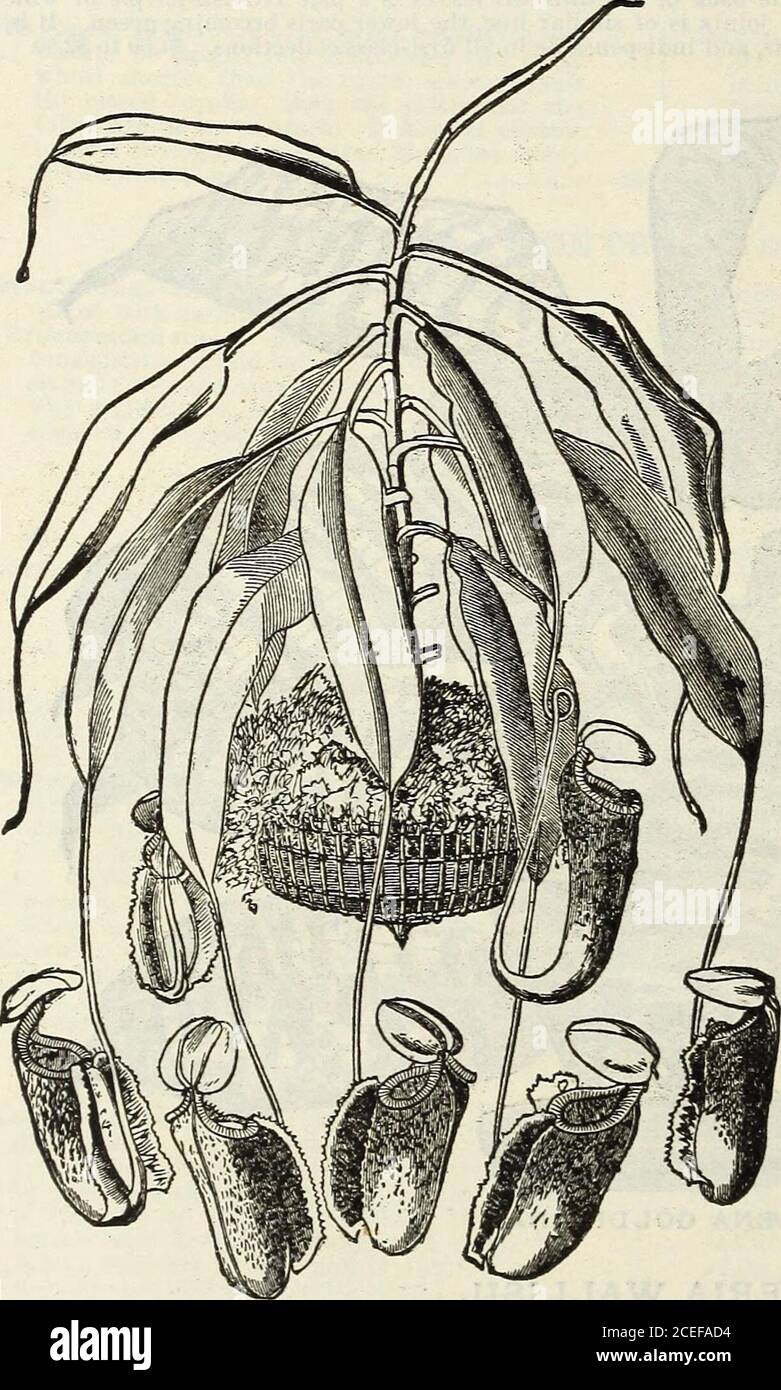 . Catalogue de plantes de John Saul à Washington pour le printemps 1888. E forme des blotches. 1.00 $. PEPEROMA PROSTRATA. Une plante très ornementale de panier, avec des tiges minces, rampantes, et alternent les feuilles rondes varietées. 25 cents. ARDISIA OLIVERI. Ardisia Oliveri est un arbuste de cuisinière d'aspect remarquablement frappant, avec des feuilles récursées et de grandes globularheads de fleurs comme celles d'un Ixora, mais de couleur rose. L'usine a été introduite à partir de Costa Eica par le late M. Endres. 40 cents. 14 JOMH SAULS DESCRIPTITE CATALOGUE NEPENTHES, USINE DE PICHETS. Chacun.*Nepenthes,coccinea(Hamiltoniana Banque D'Images
