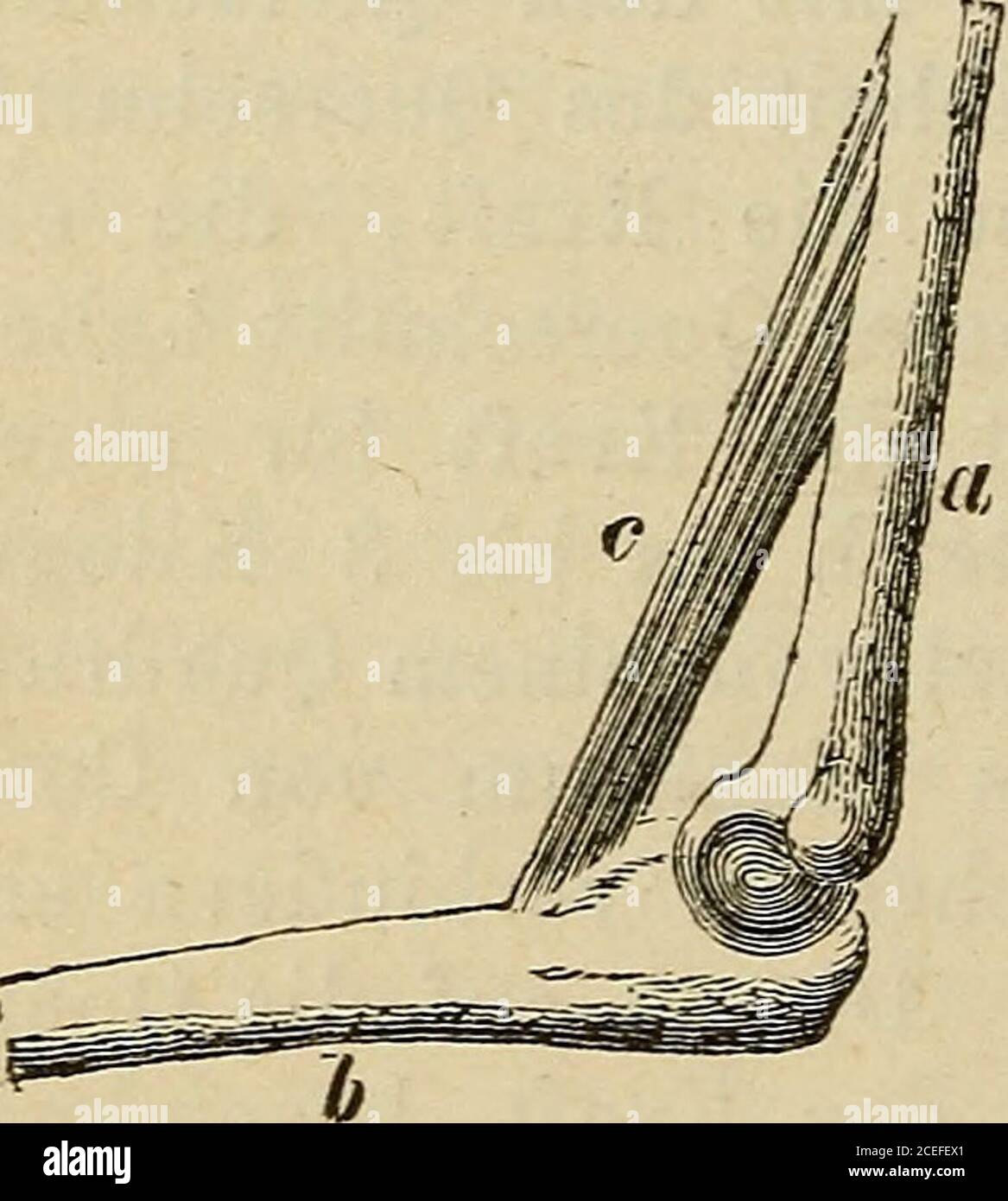 . Allgemeine Physiology der Muskeln und Nerven. Gewichte misstdann die Kraft der Wadenmuskeln, doch muss man beider Berechnung darauf Bücksicht nehmen, dass dieKraft und die Last in diesem Falle nicht an demselbenHebelarm angreifen, und dass die Kraft (der Zug derWadenmuskeln) schwibel dem Heschwief. Die be-stimmung des Querschnitt kannnatürlich nicht am lebendenMenschen geschehen, sie mussan den Muskeln einer Leicheerfolgen, welche etwa die-selbe Statur Hat, wie dieVersuchsperson. In neuerer Zeit Hat HenkegleichFalls den Werth der ab-soluten Kraft menschlicherMuskeln ermittelt. Henke be- Banque D'Images