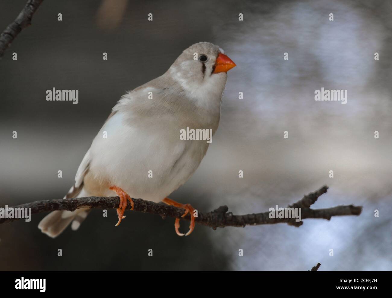 La zébrée finch Taeniopygia guttata - femelle blanche Banque D'Images