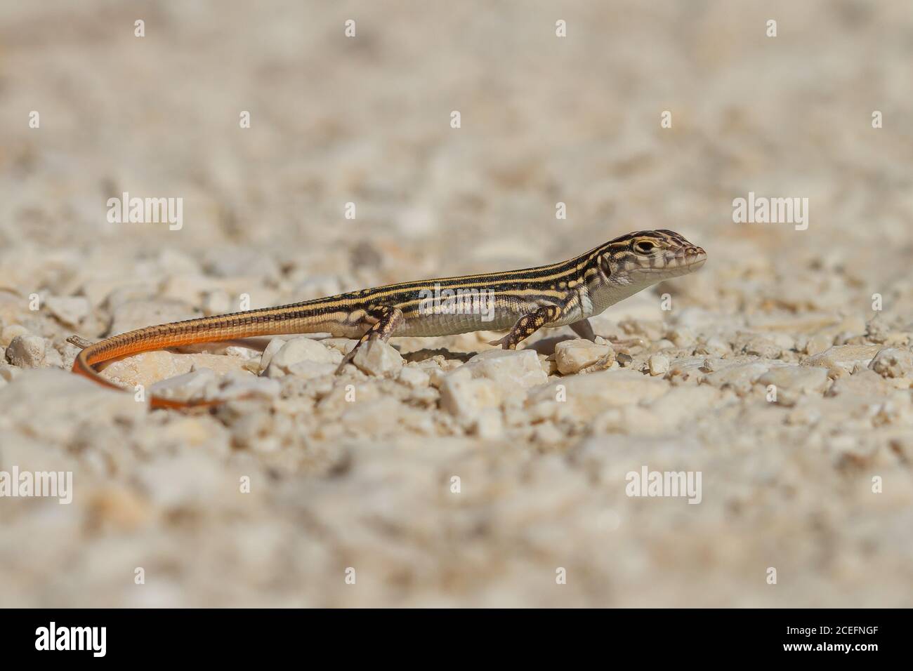 Gros plan d'un Acanthodactylus erythrurus lizard en Espagne Banque D'Images