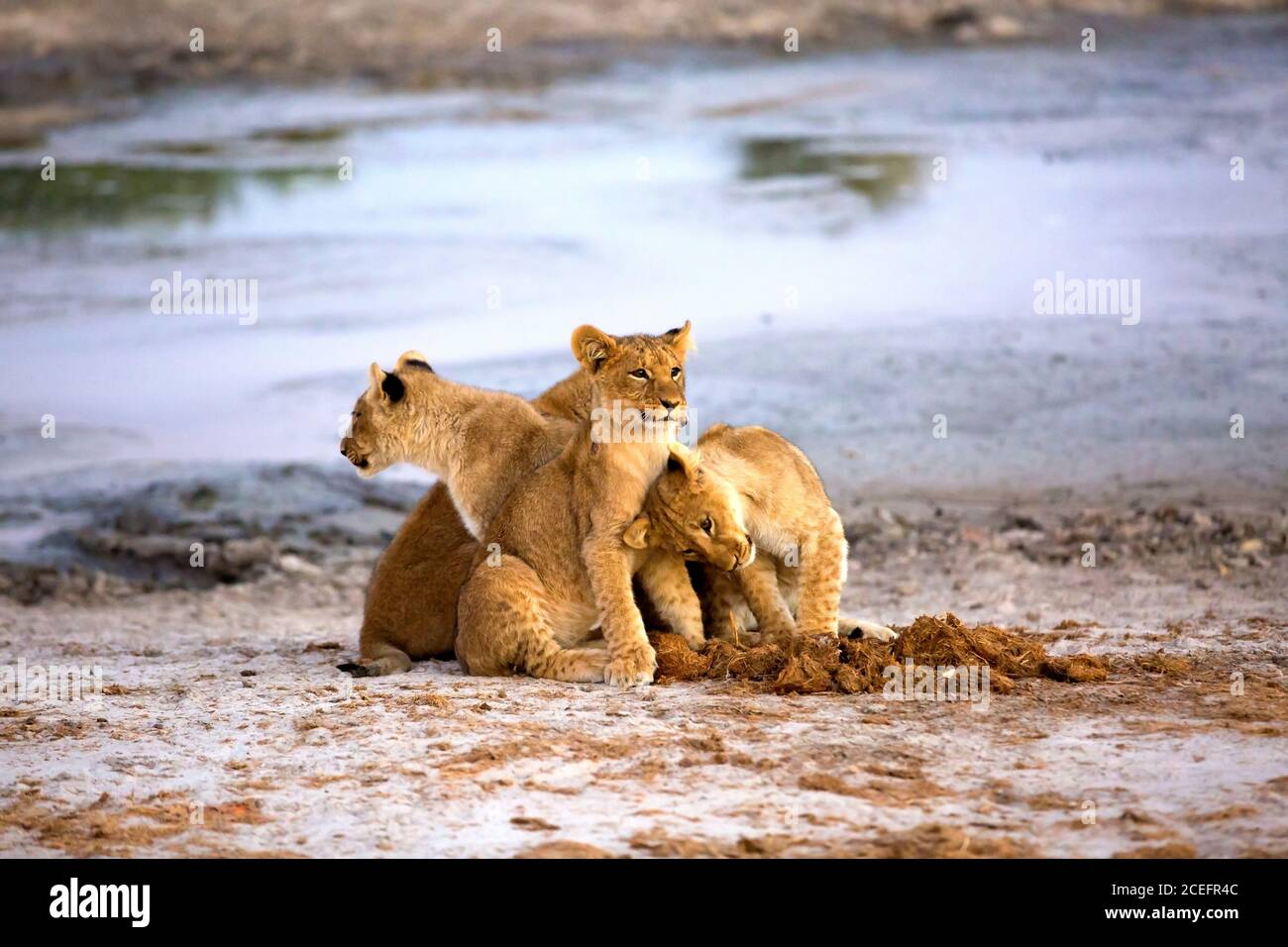 Adorables petits lions près de l'étang Banque D'Images