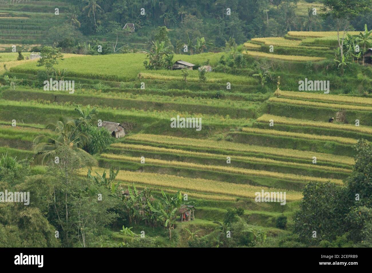 Vue du dessus des marches du sol entre la jungle verte humide En Indonésie, jour ensoleillé Banque D'Images