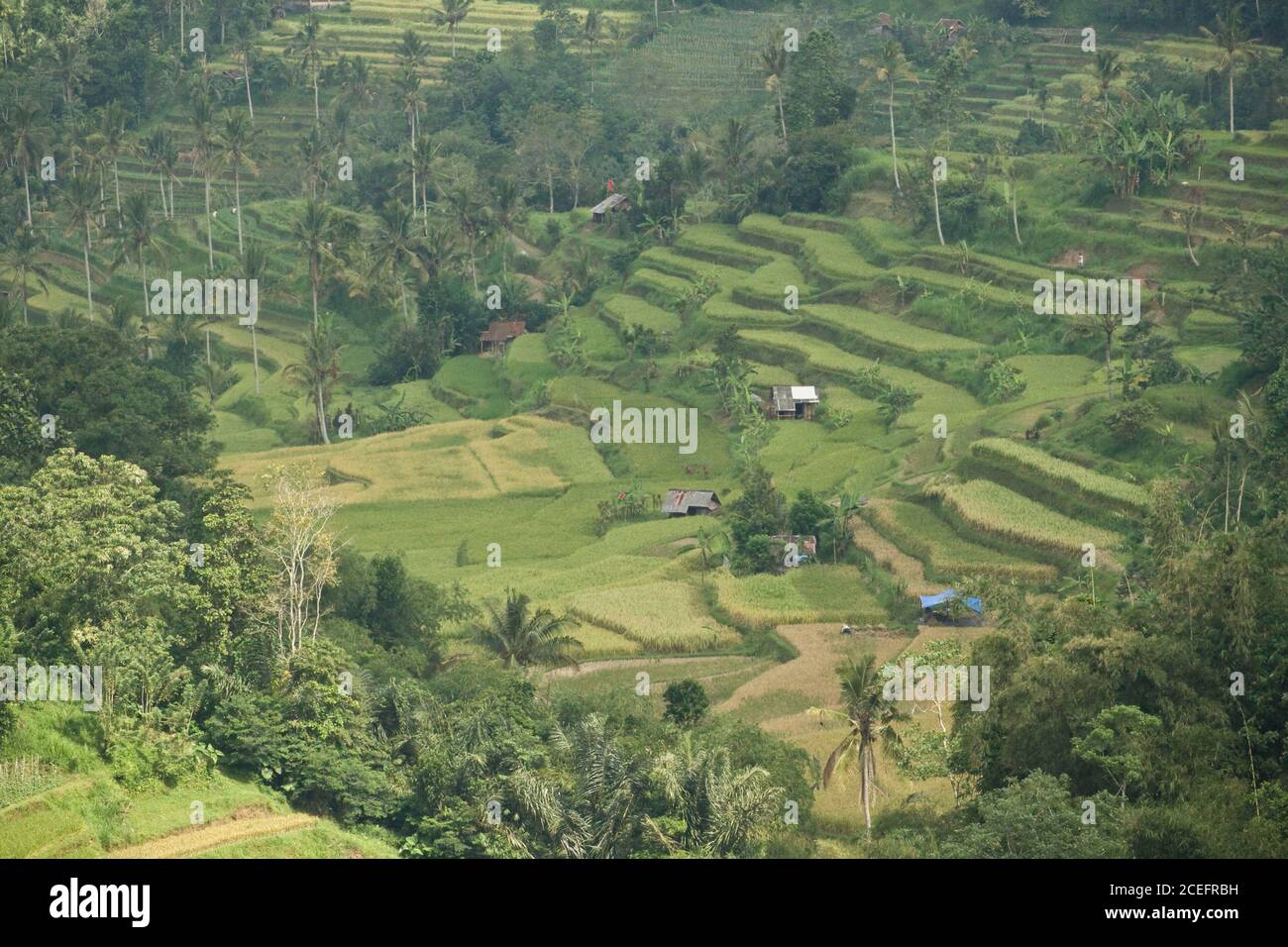 Vue du dessus des marches du sol entre la jungle verte humide En Indonésie, jour ensoleillé Banque D'Images